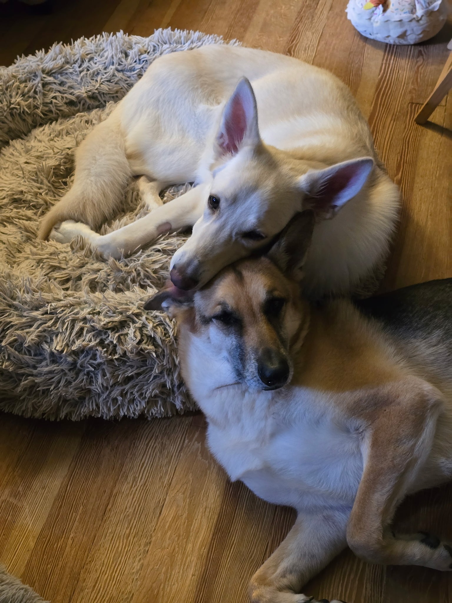Luna's Hip Surgery: A Chance for a Pain-Free Life campaign photo, 5 of 8