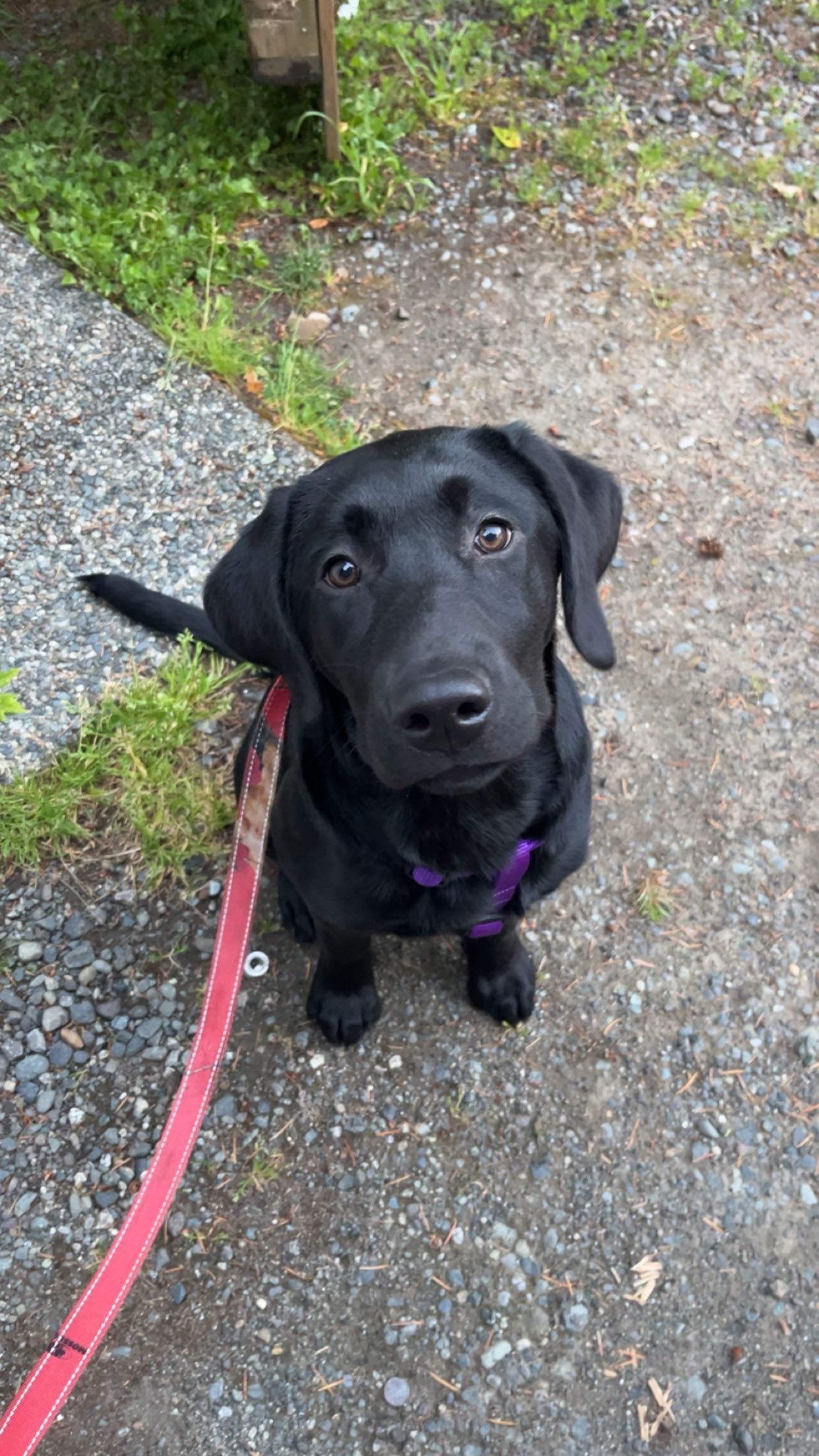 Lilly’s emergency surgery campaign photo, 5 of 6