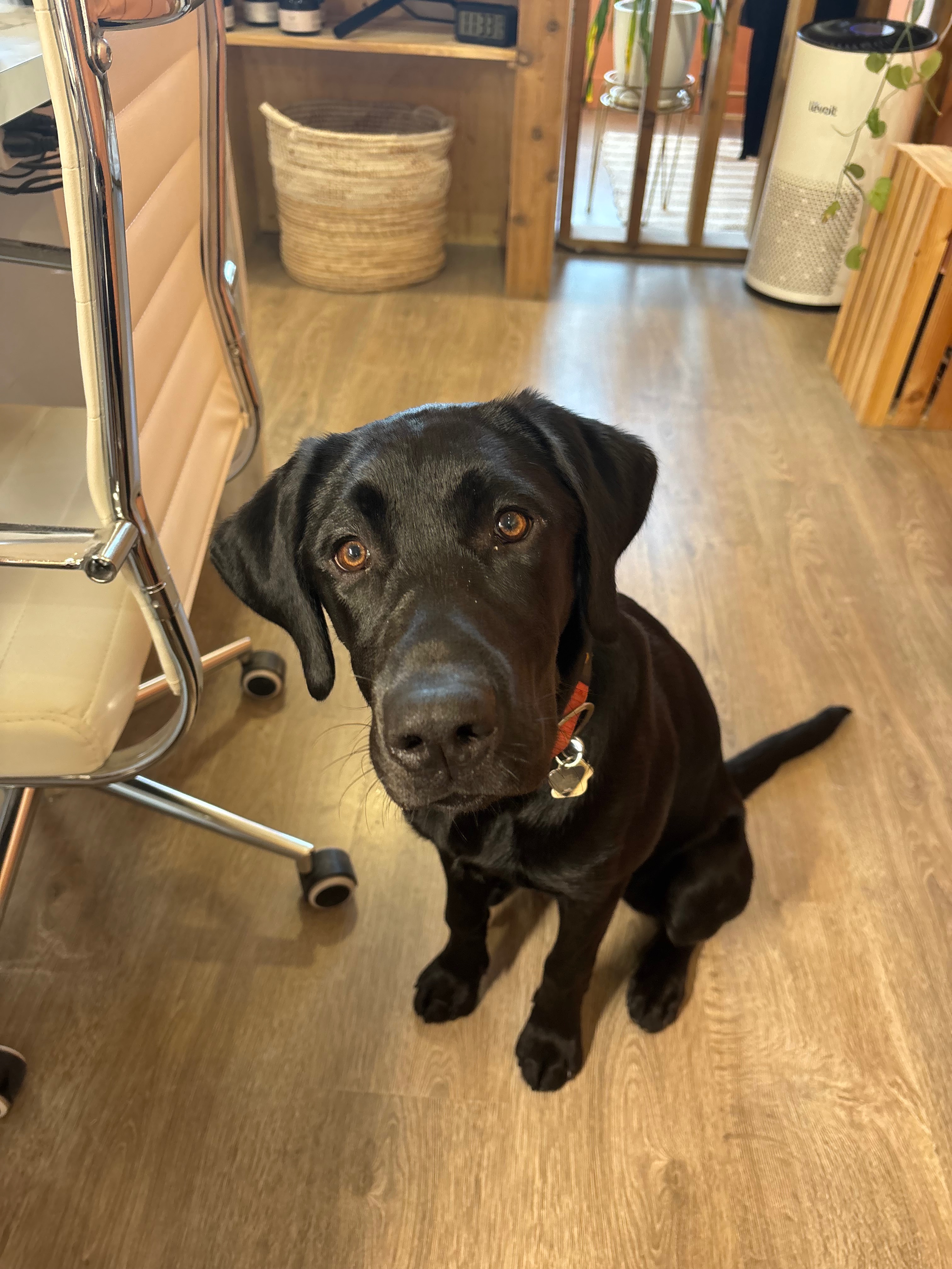Lilly’s emergency surgery campaign photo, 2 of 6
