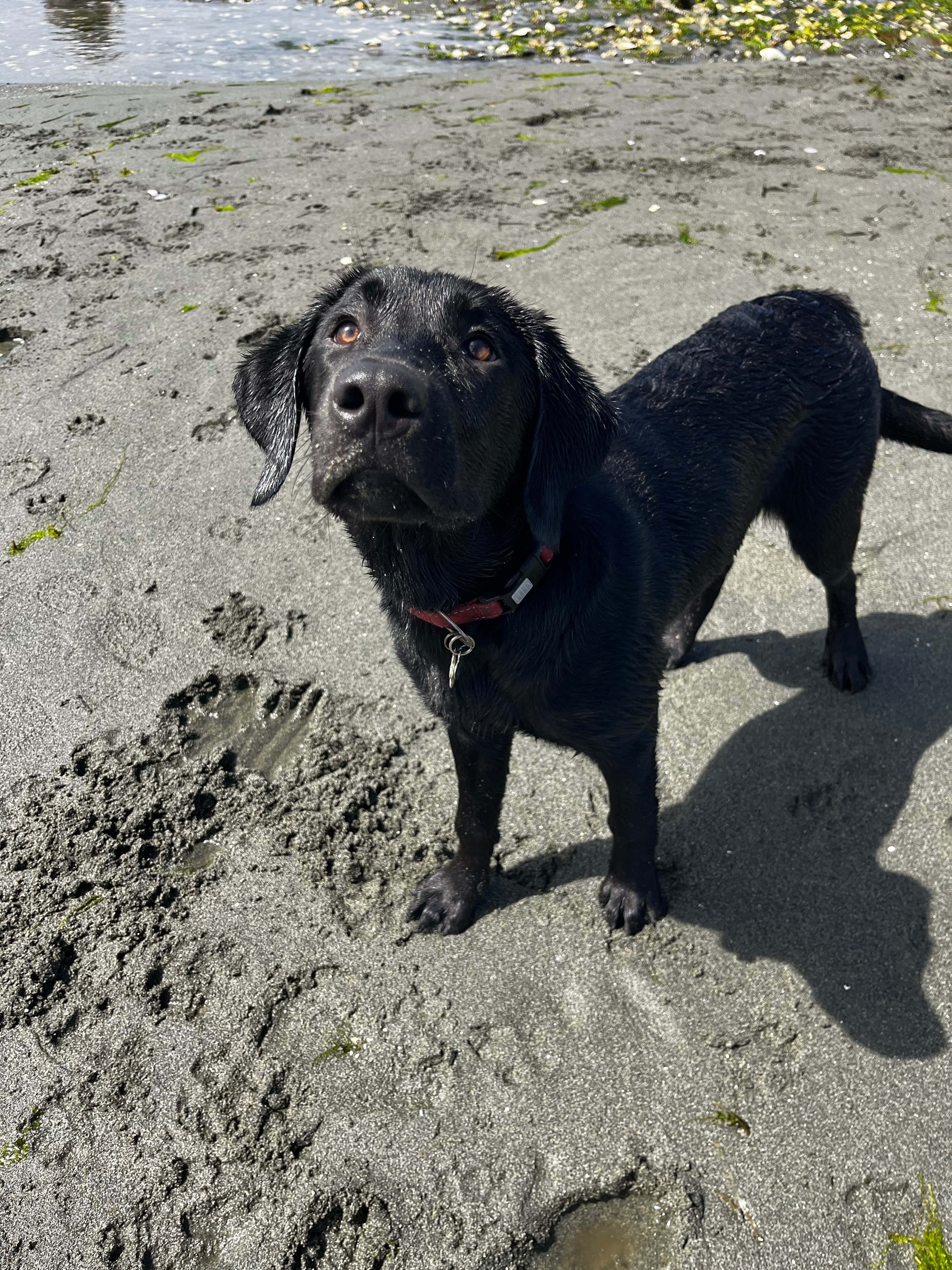 Lilly’s emergency surgery campaign photo, 4 of 6