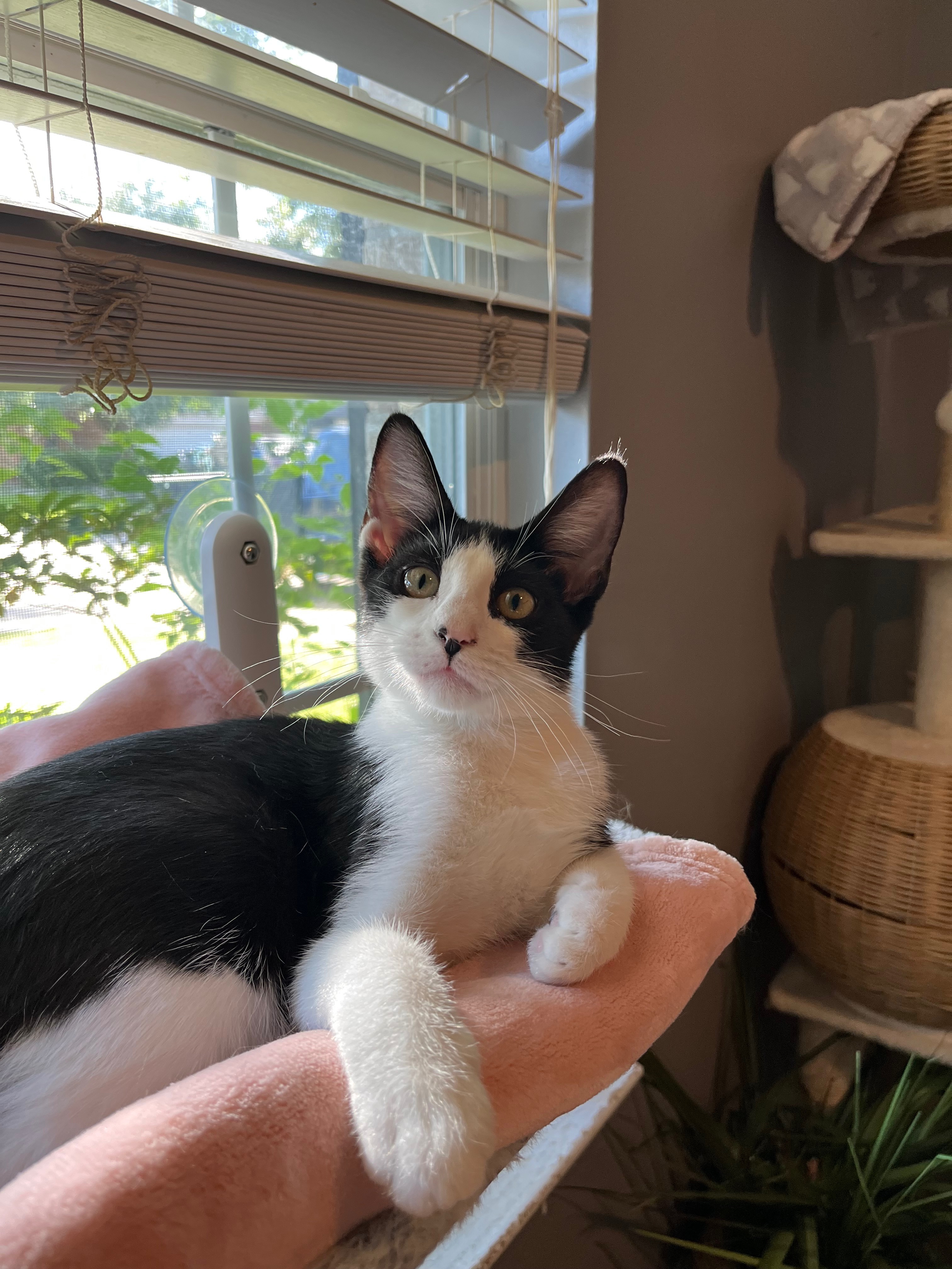 Needing Spay & Neuter Surgeries for at Risk Kittens campaign photo, 7 of 8
