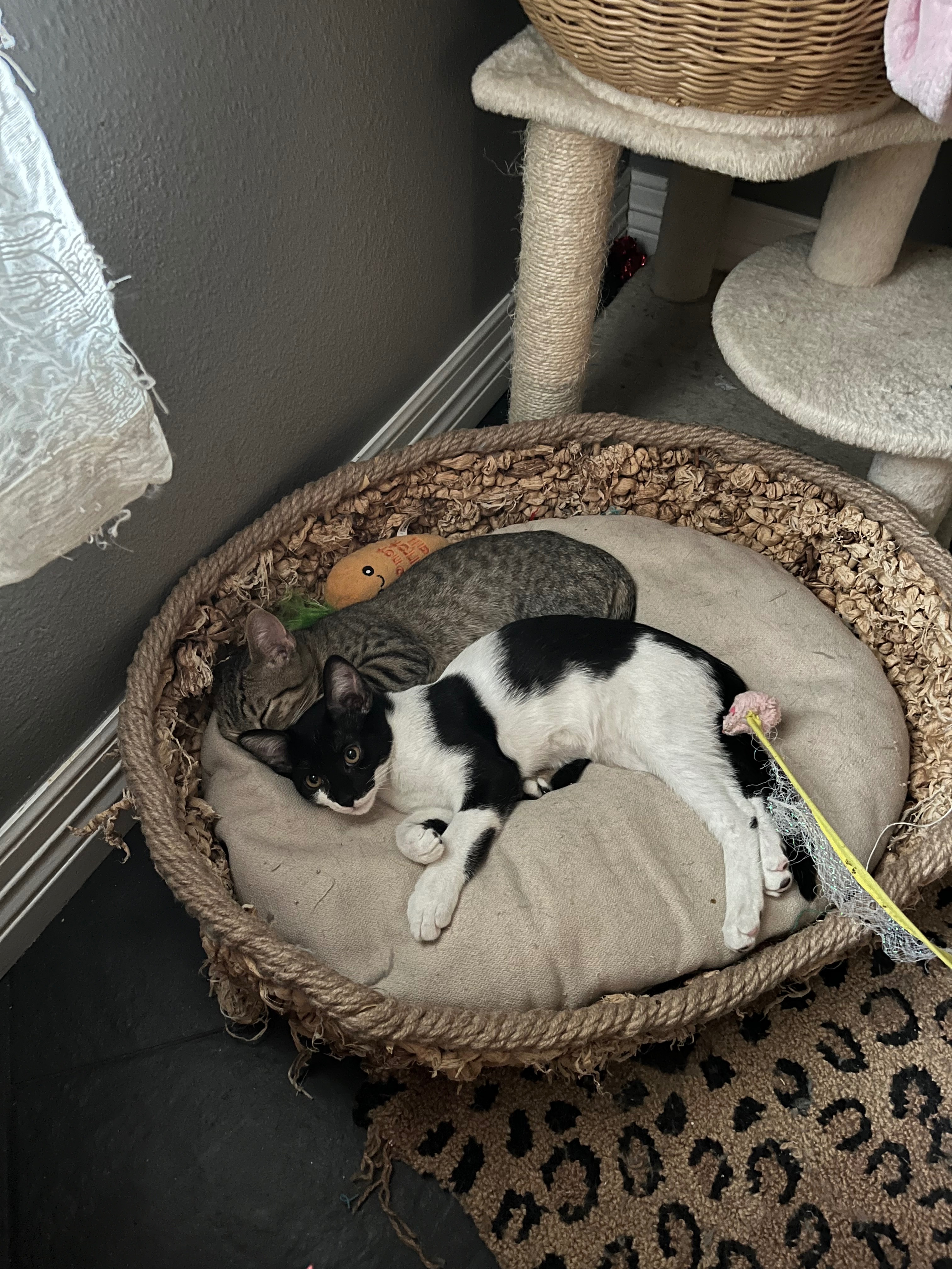 Needing Spay & Neuter Surgeries for at Risk Kittens campaign photo, 2 of 8
