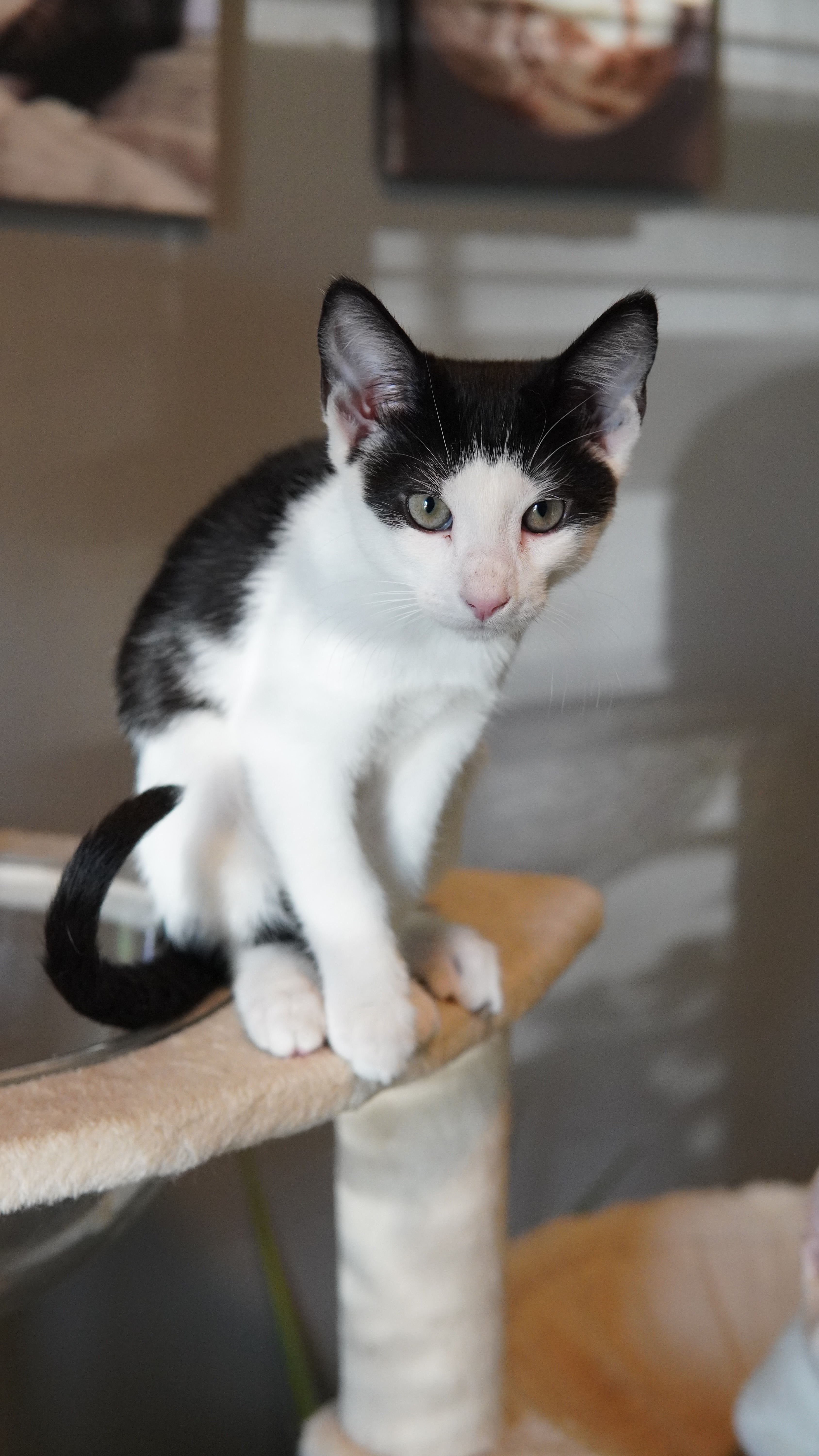 Needing Spay & Neuter Surgeries for at Risk Kittens campaign photo, 6 of 8