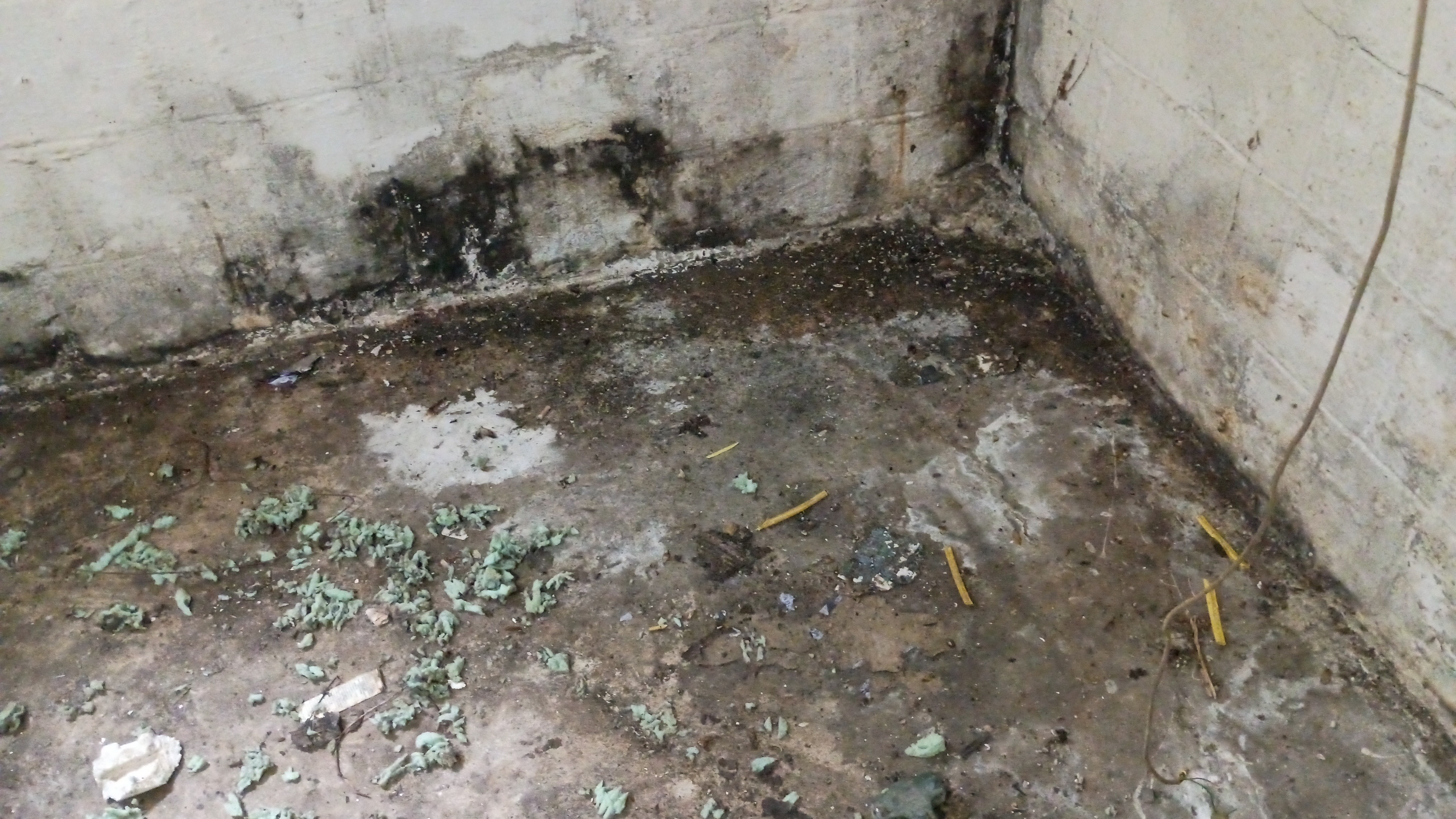 Help Lynette Remove Dangerous Mold from Home campaign photo, 5 of 8
