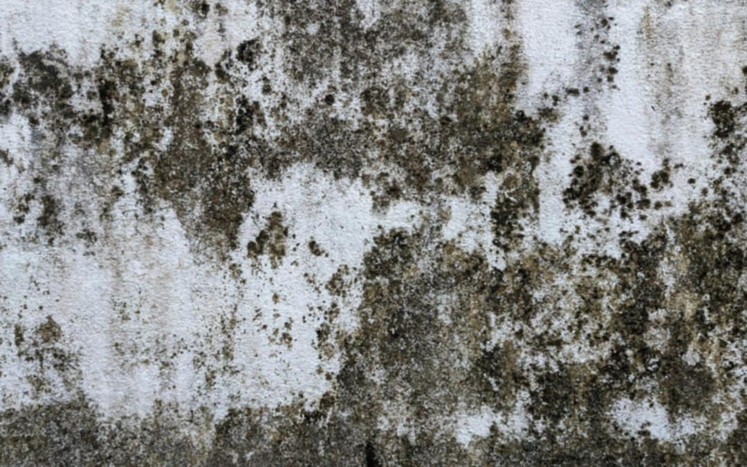 Help Lynette Remove Dangerous Mold from Home campaign photo, 6 of 8