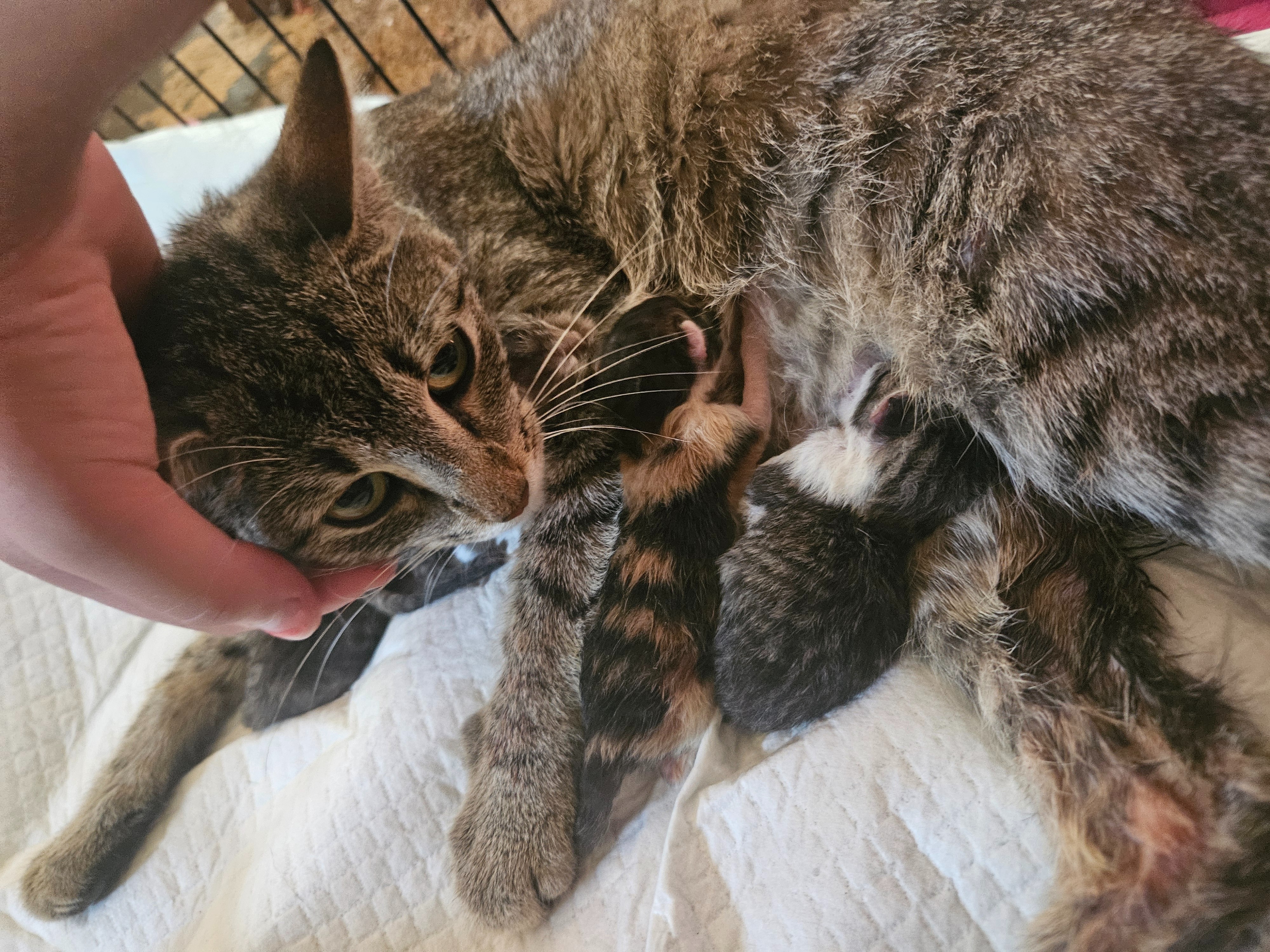 Help Our Cat Recover from a Dog Attack campaign photo, 6 of 7