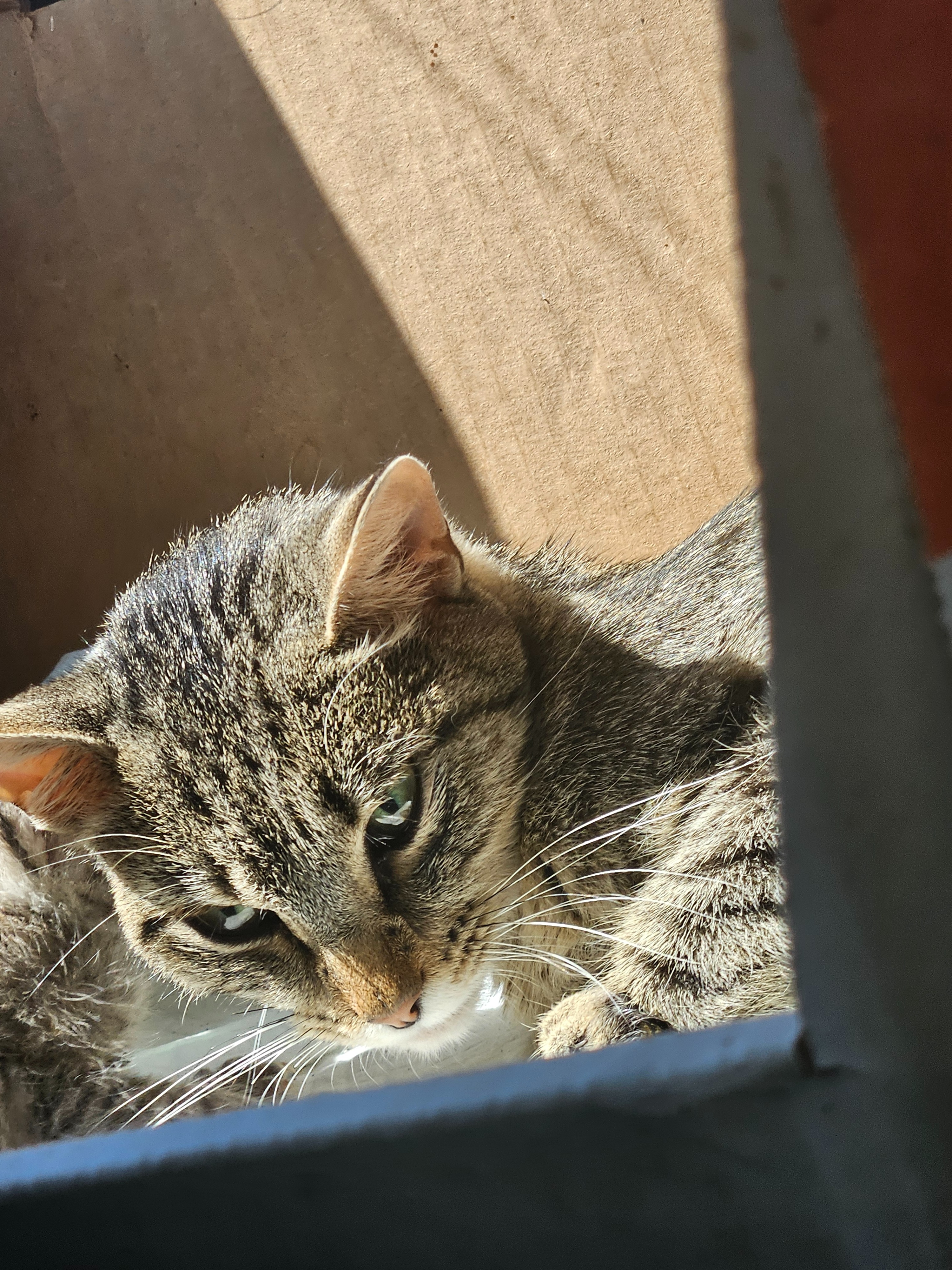 Help Our Cat Recover from a Dog Attack campaign photo, 2 of 7