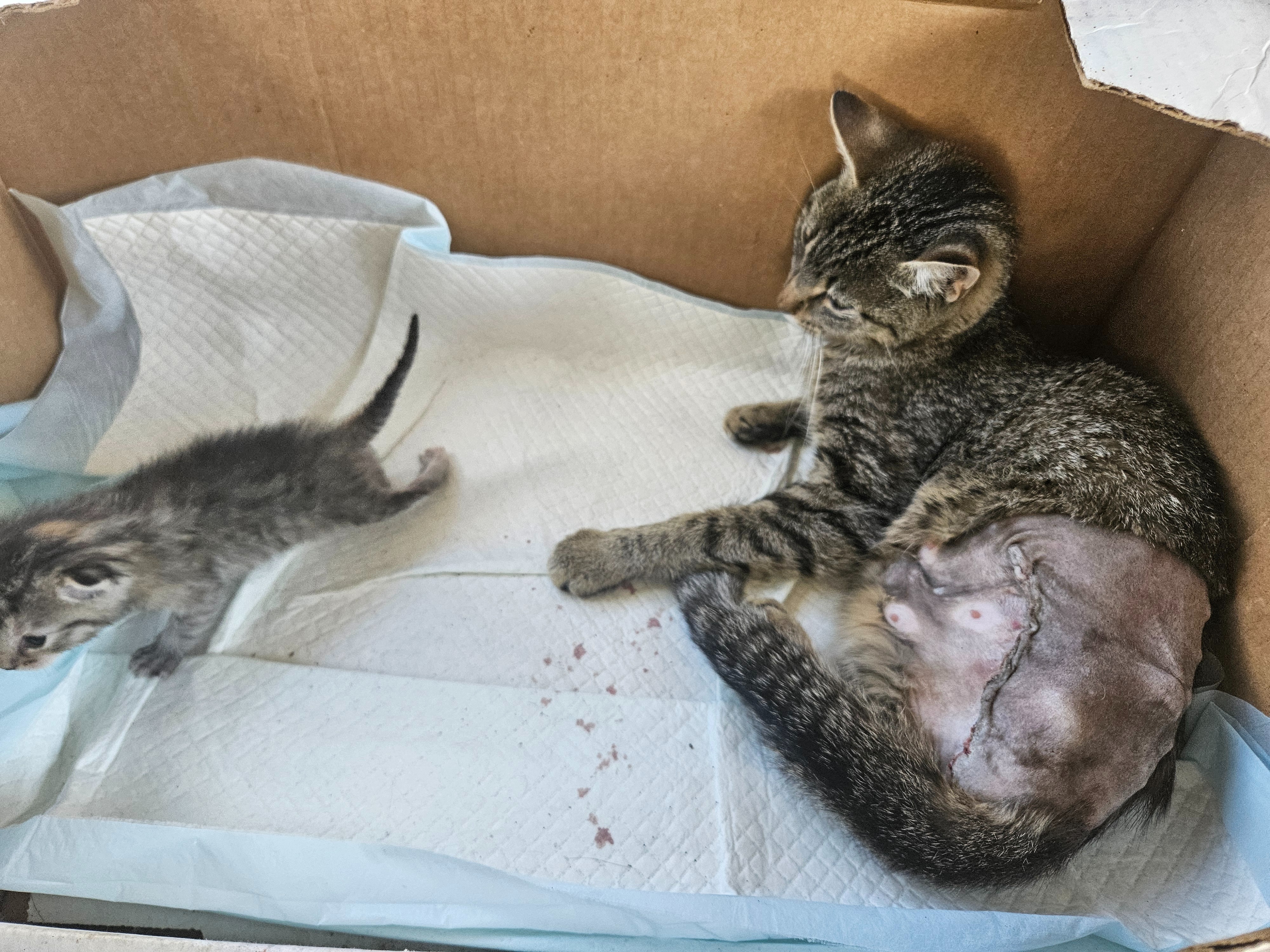 Help Our Cat Recover from a Dog Attack campaign photo, 5 of 7