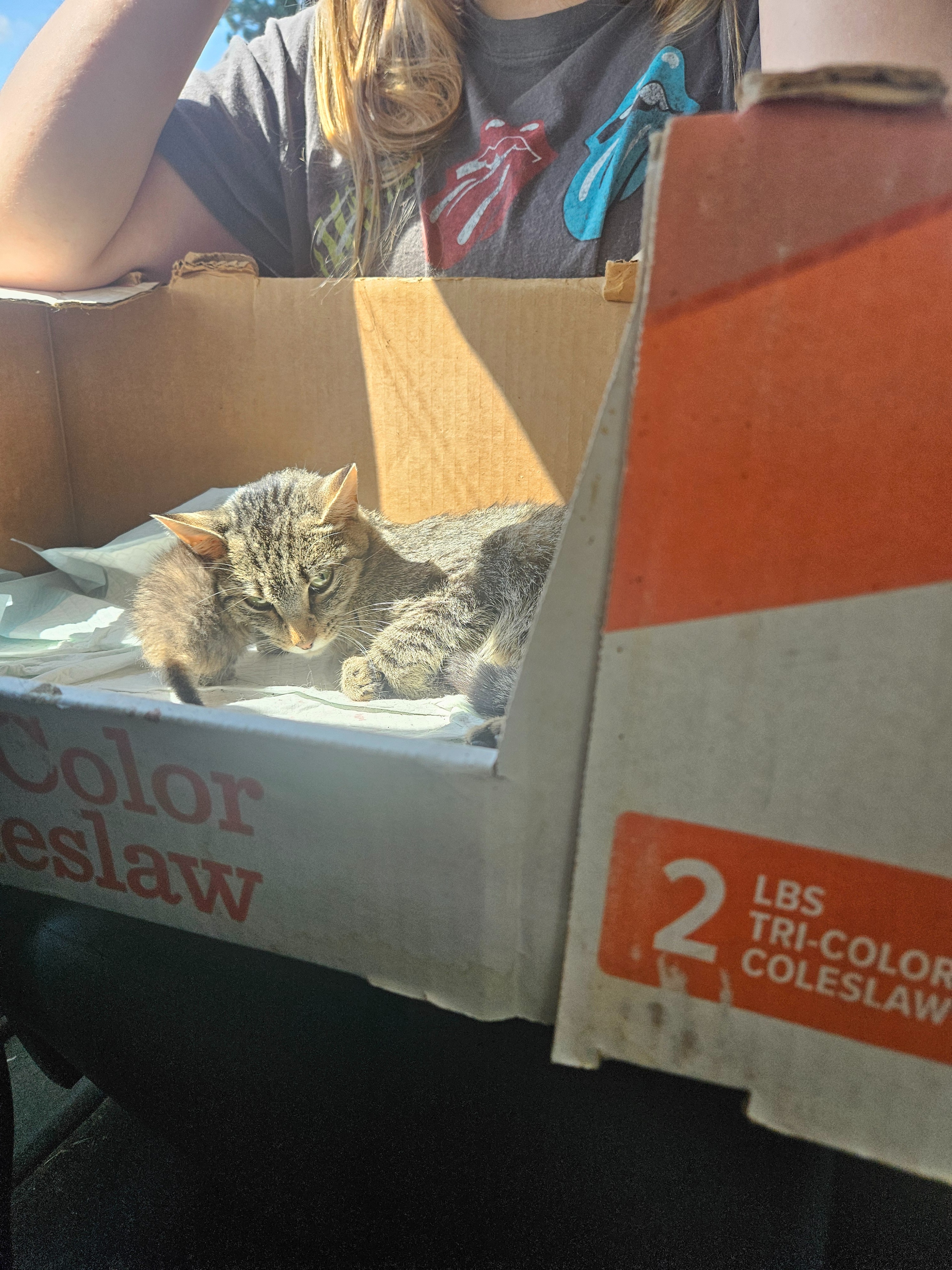 Help Our Cat Recover from a Dog Attack campaign photo, 4 of 7