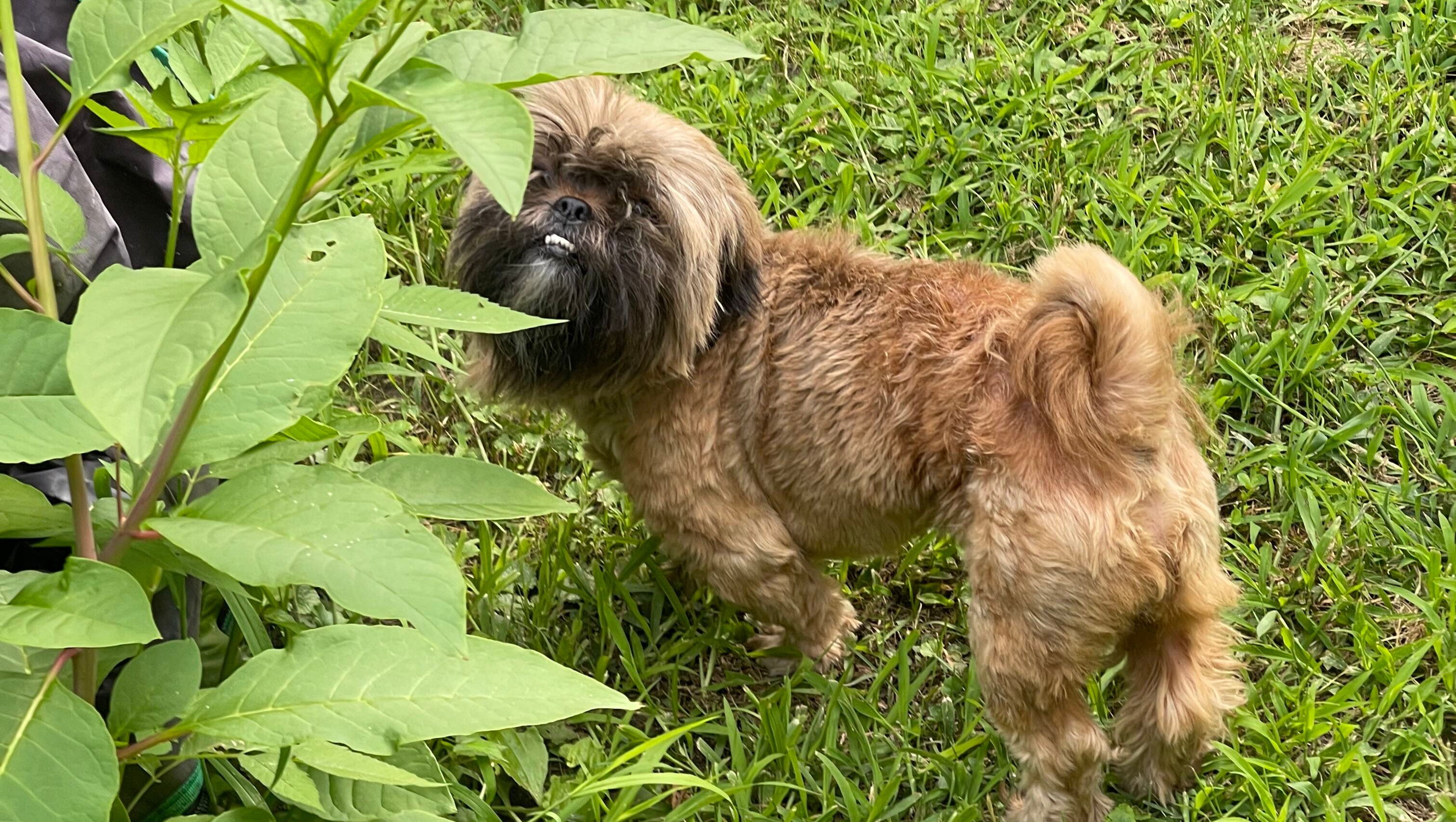 Help Save Kong's Eye - A Loyal Family Dog Injured by Debris photo
