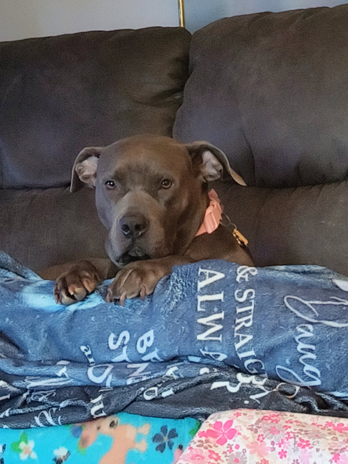 Please help us try to save Junebug! campaign photo, 7 of 8
