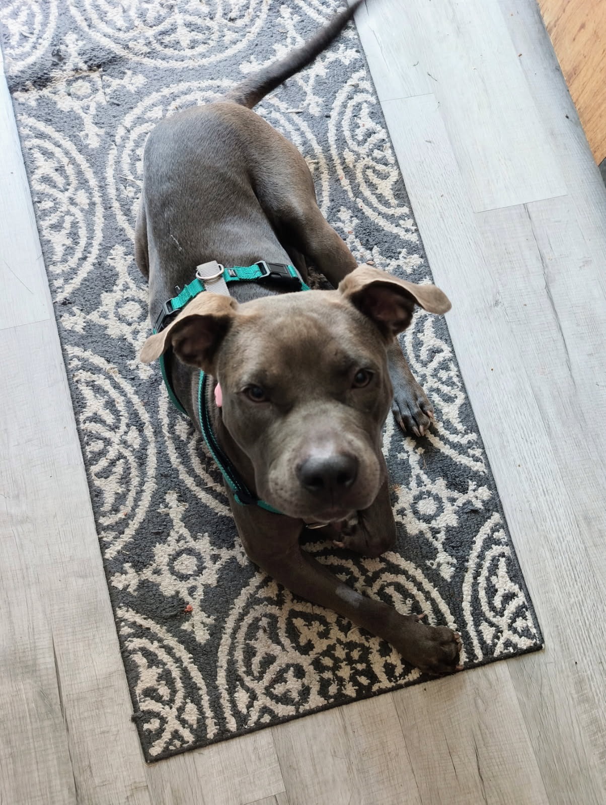 Please help us try to save Junebug! campaign photo, 4 of 8