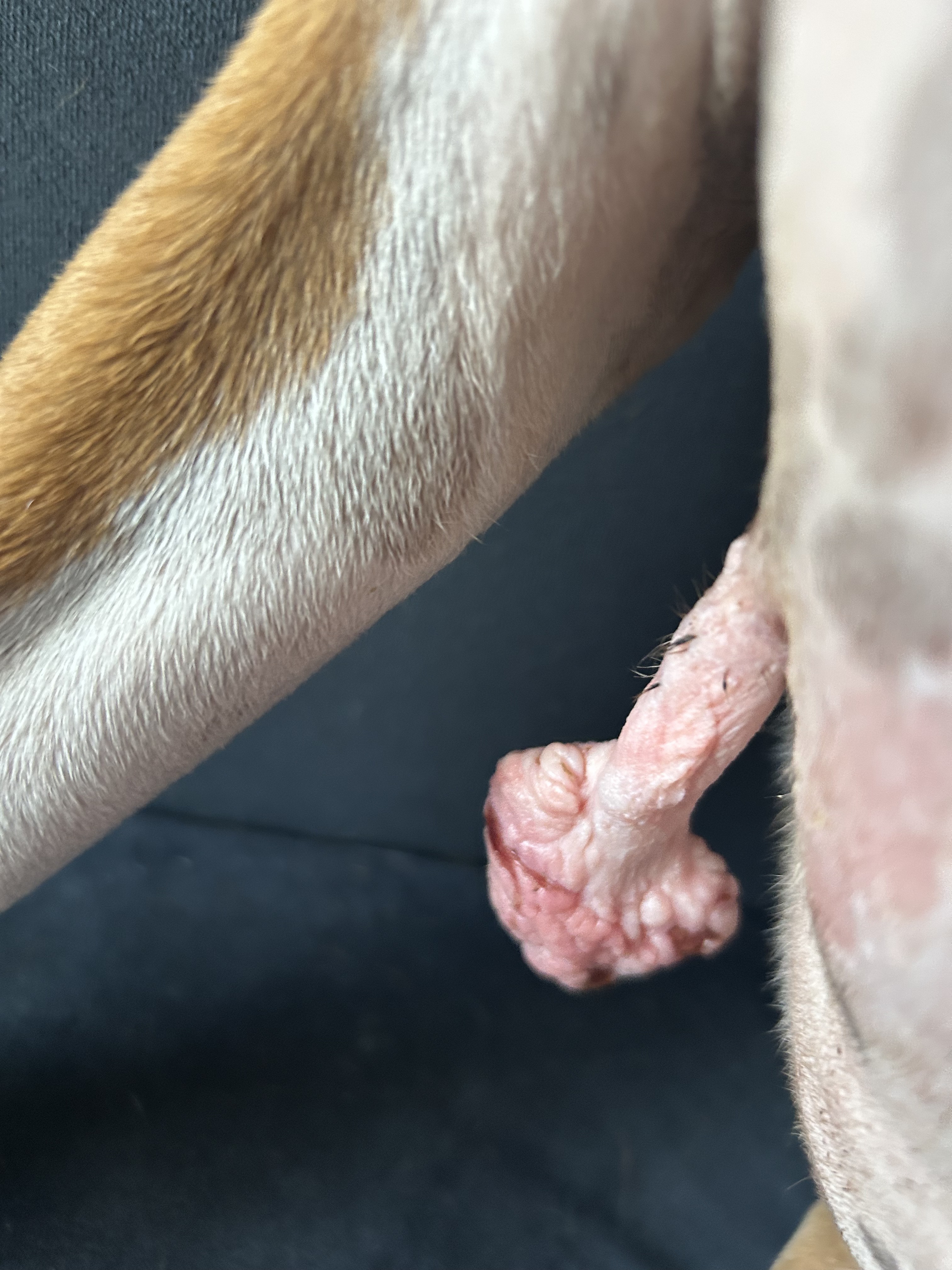 Help Sugar Say Goodbye to Her Chesticle campaign photo, 4 of 7