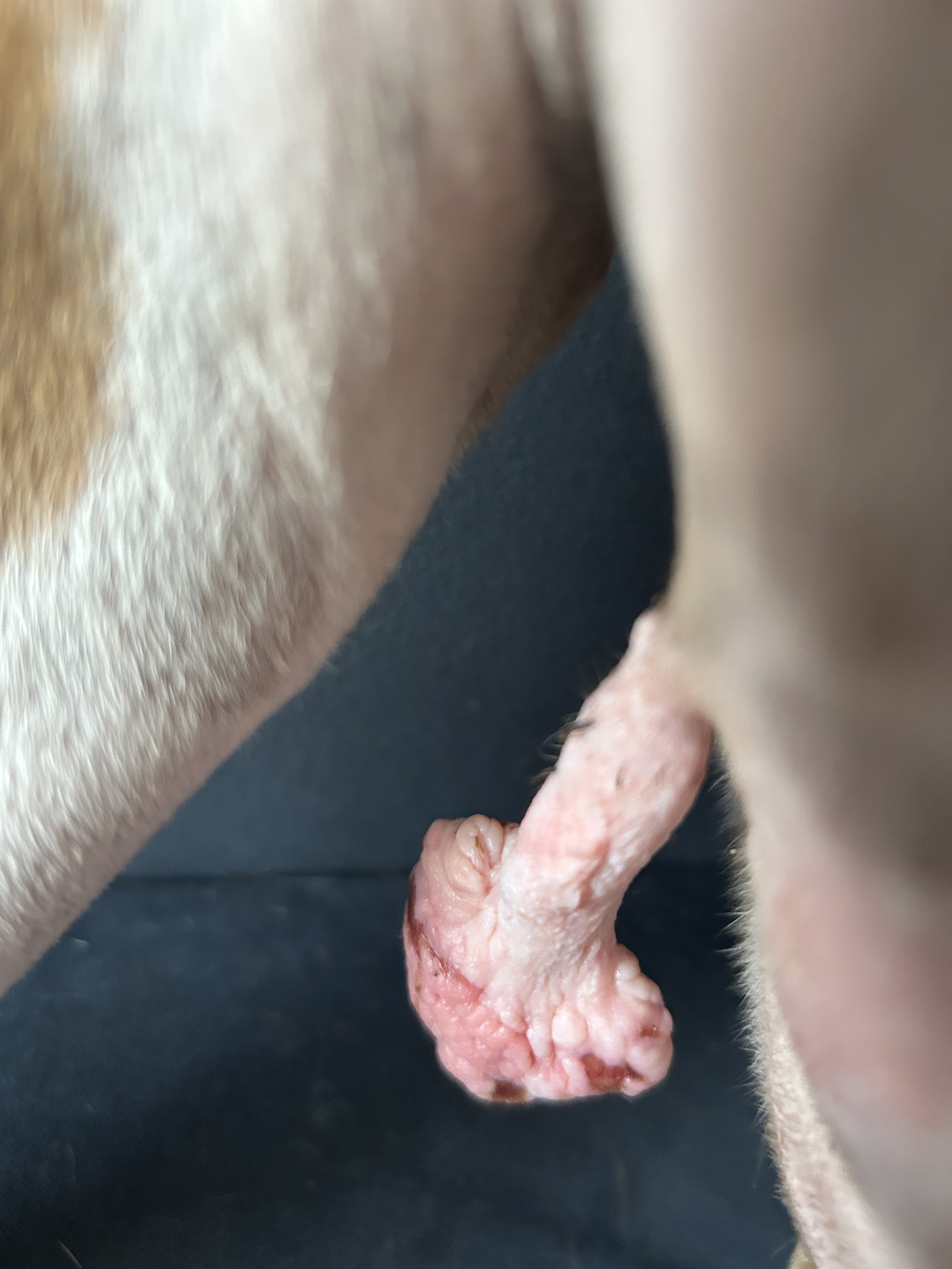 Help Sugar Say Goodbye to Her Chesticle campaign photo, 5 of 7