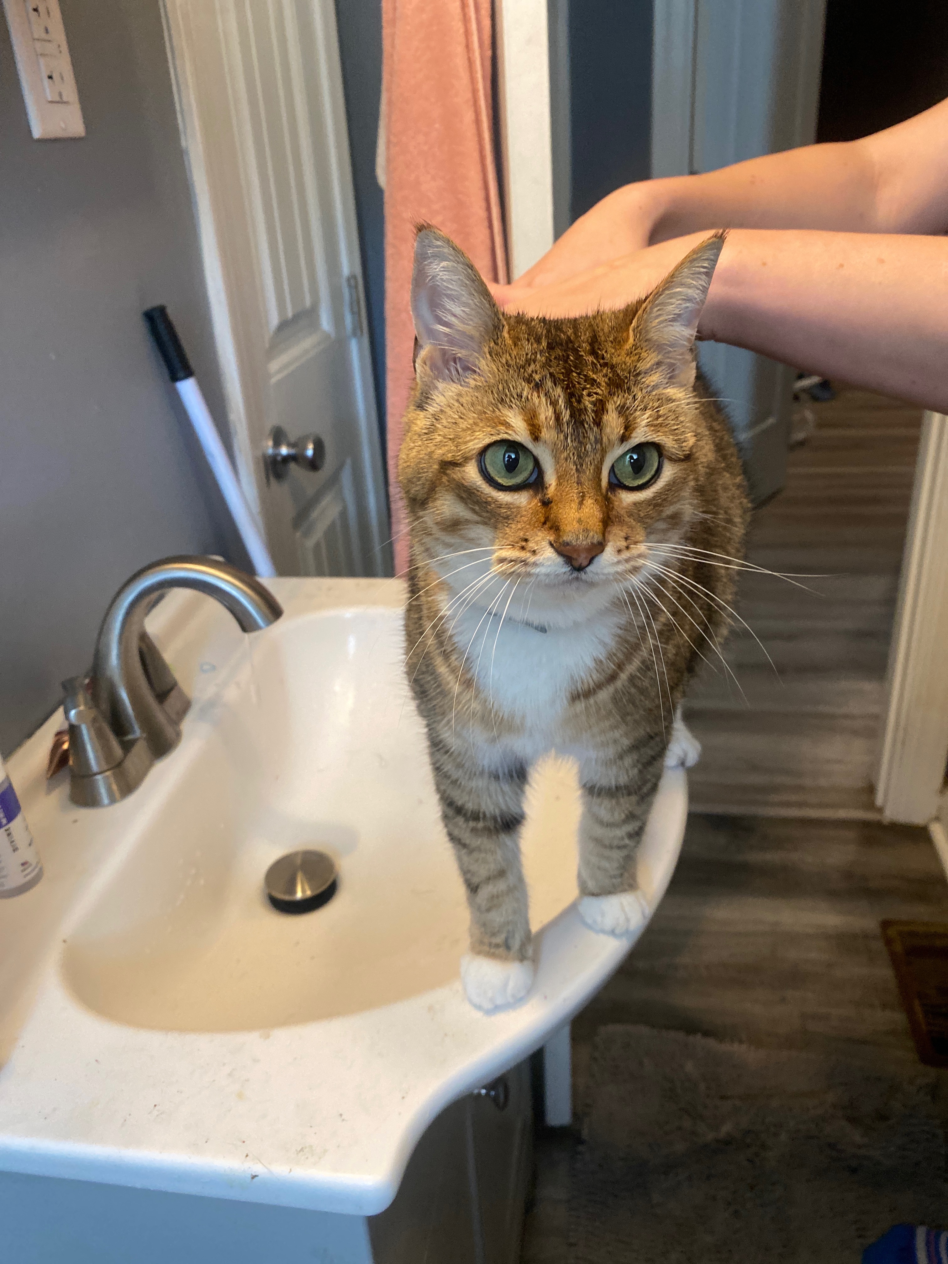 Help Monday Get Her Tail Fixed campaign photo, 2 of 4