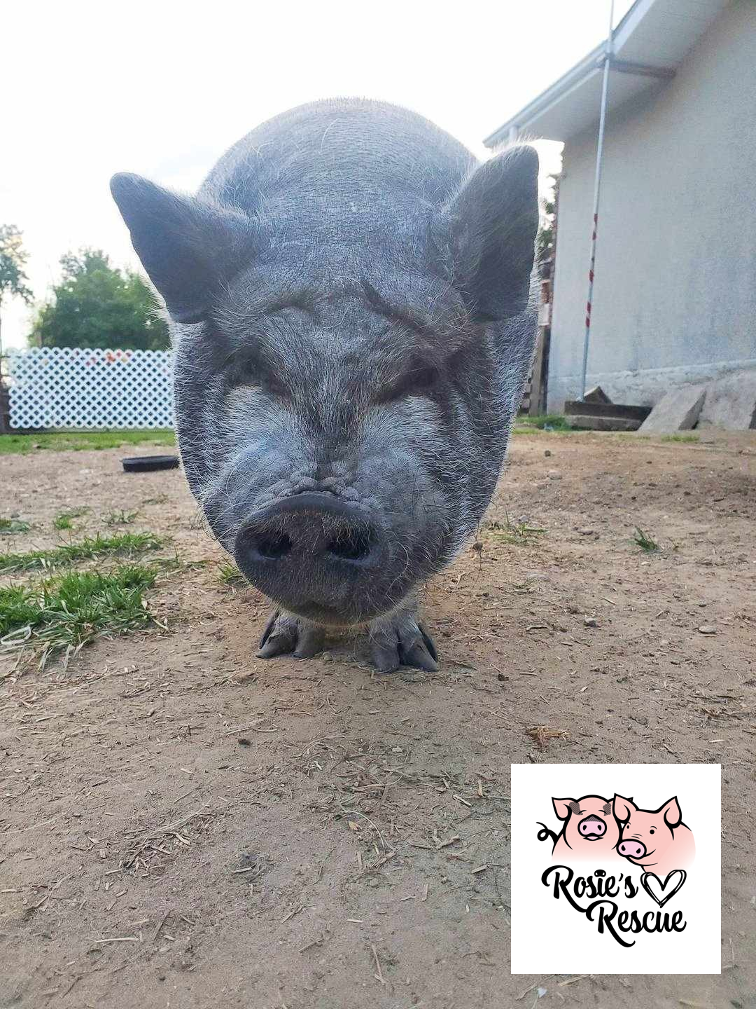 Help Relocate Rosie's Rescue Safely campaign photo, 5 of 8