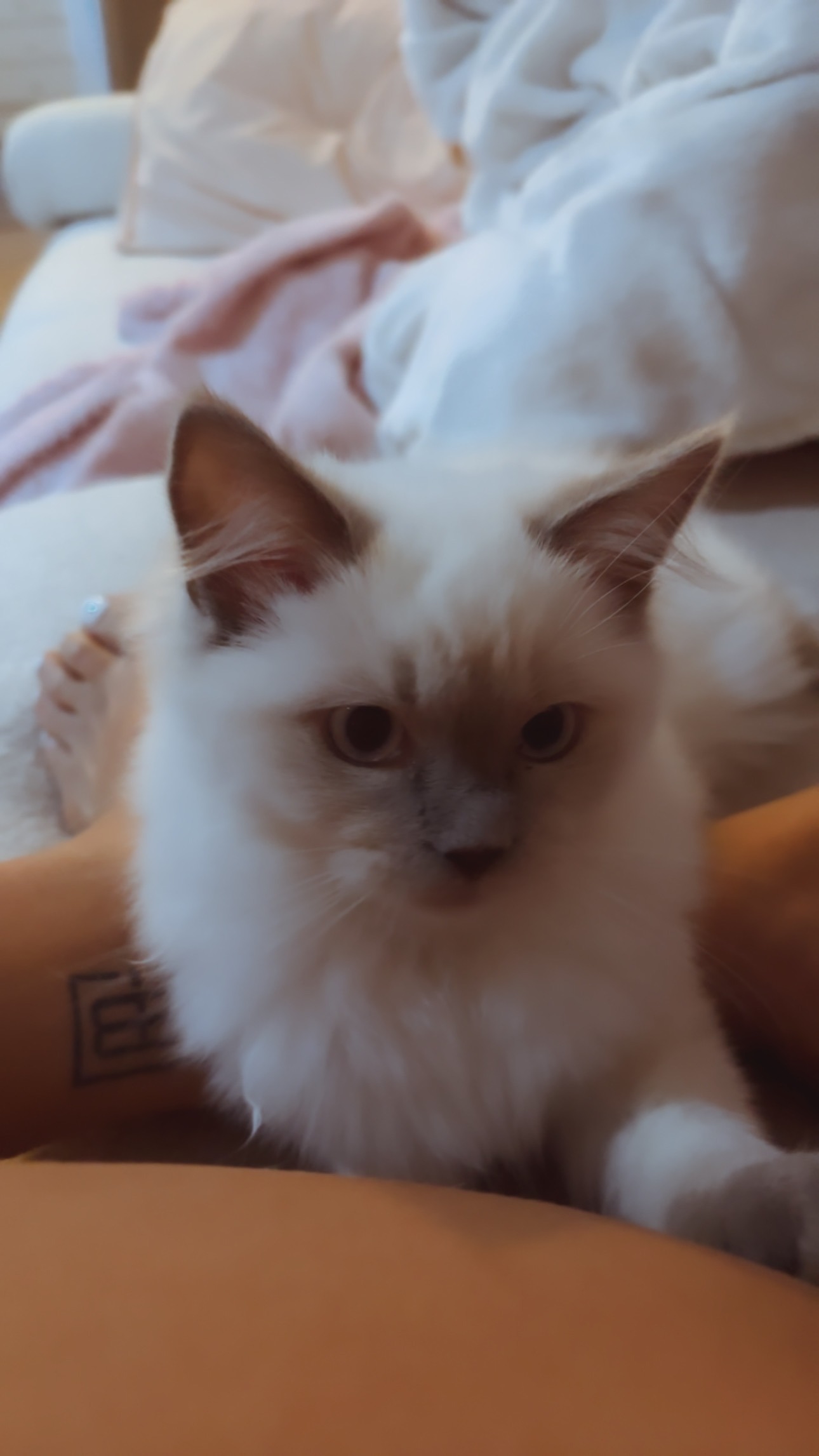 Help Reunite me with my babies - 5 weeks without my Pets :( campaign photo, 4 of 5