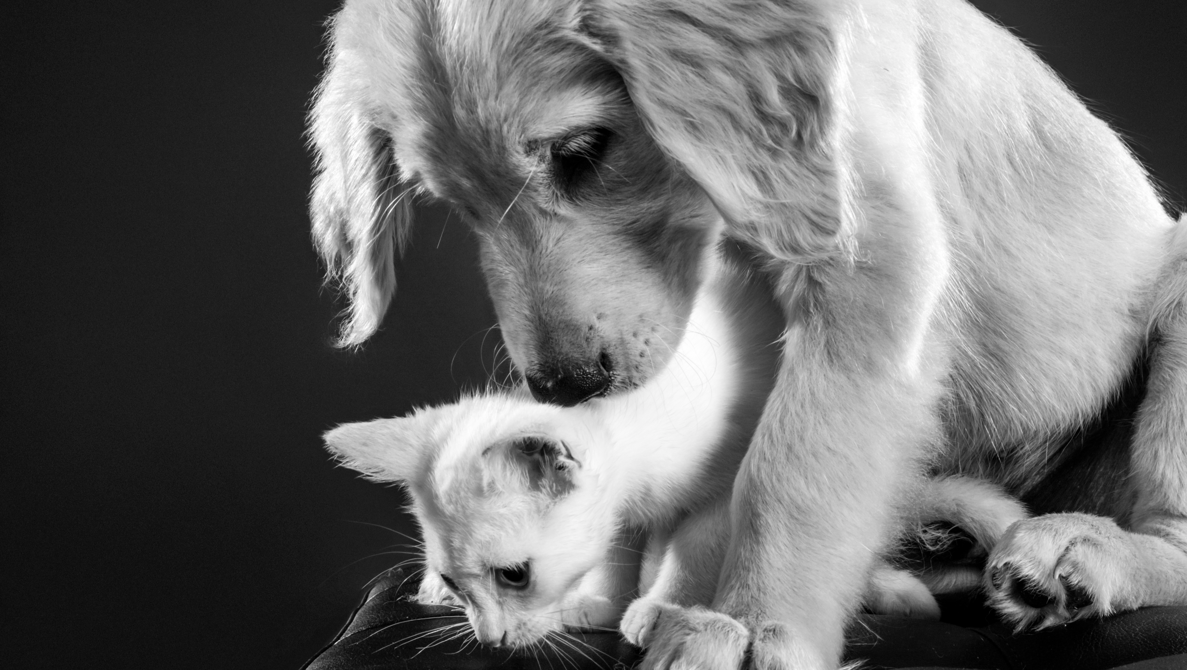 Help Reunite me with my babies - 5 weeks without my Pets :( pinned link photo