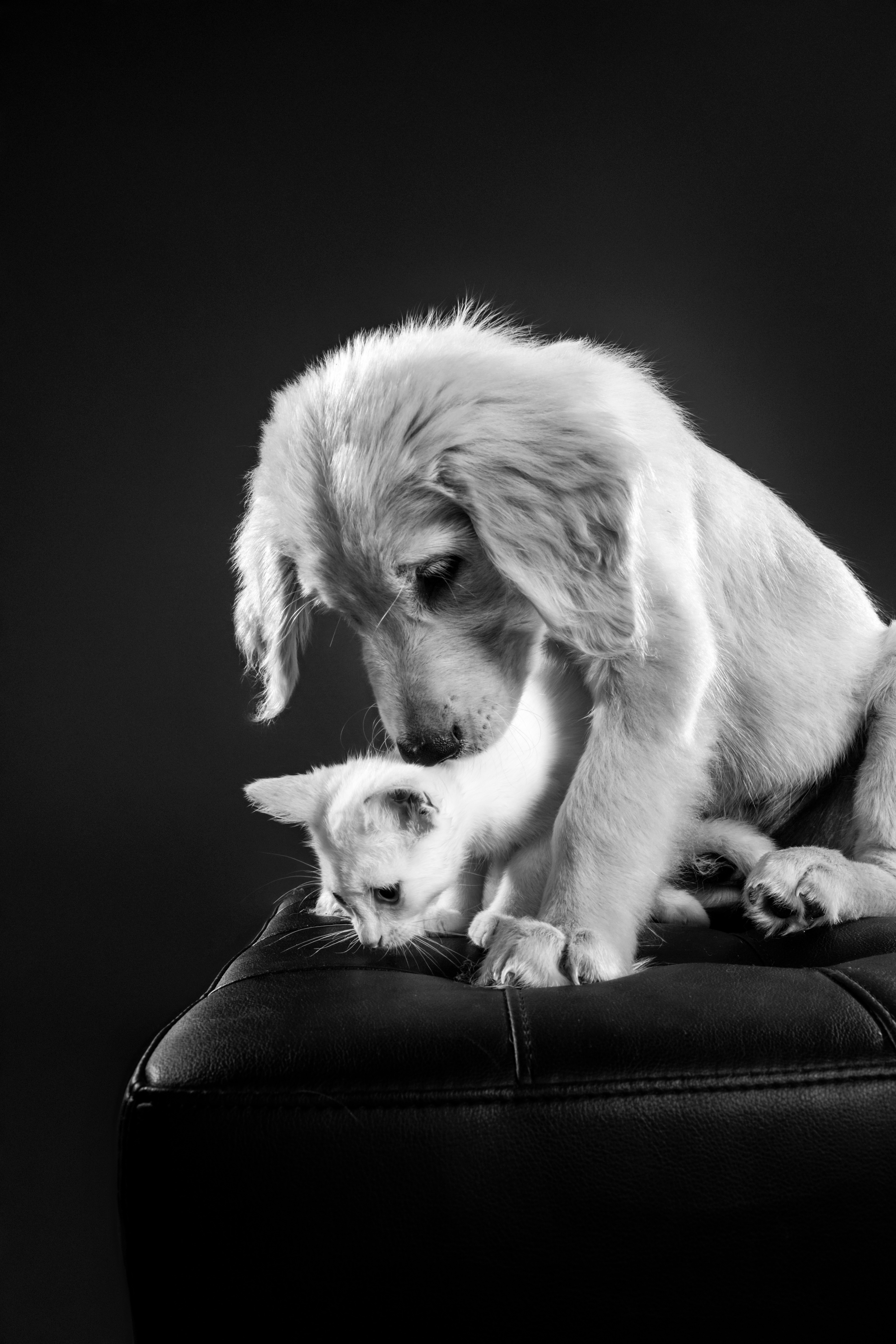 Help Reunite me with my babies - 5 weeks without my Pets :( campaign photo, 2 of 5