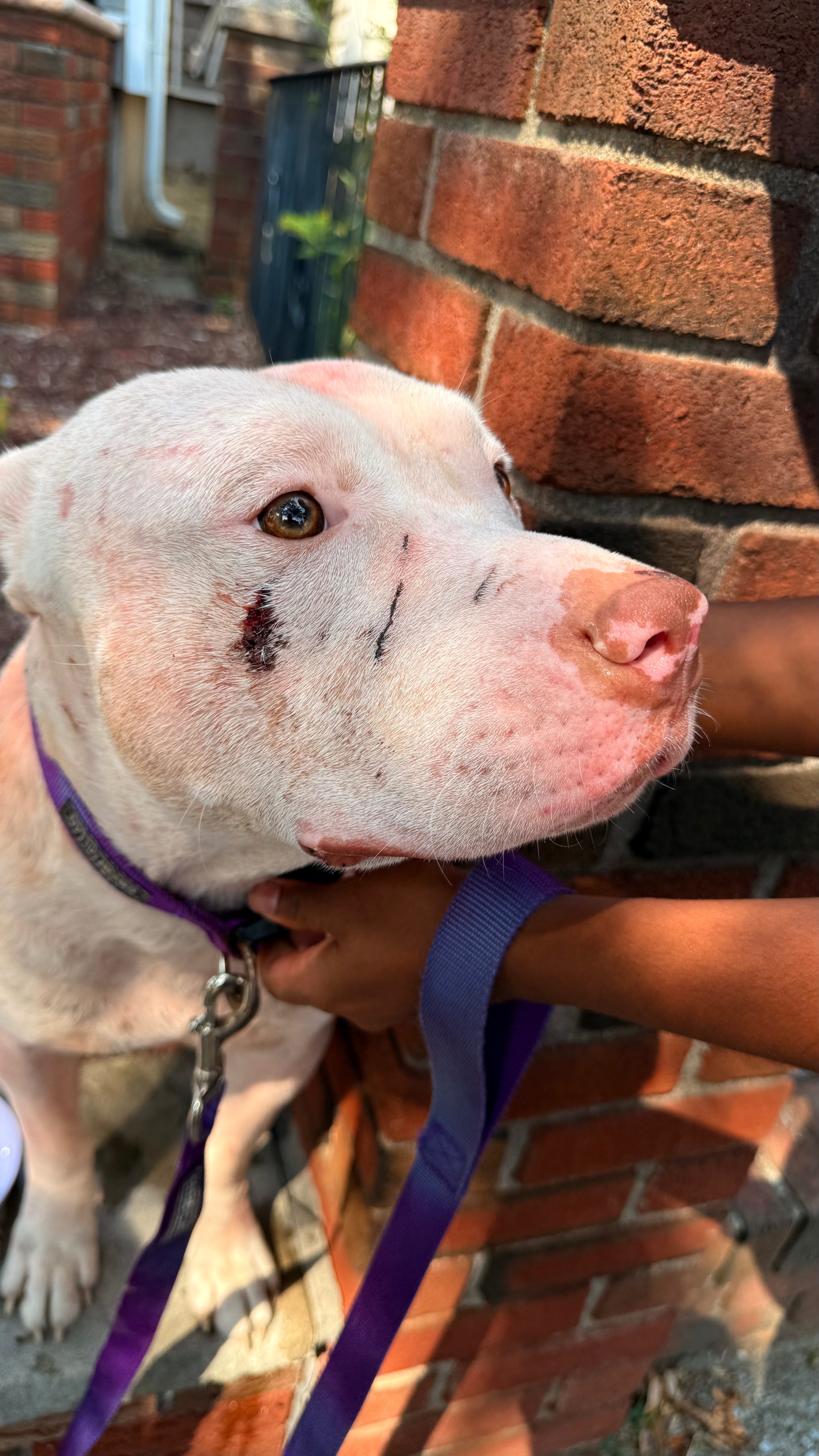 Support a Bait Dog's Journey to Recovery campaign photo, 7 of 7