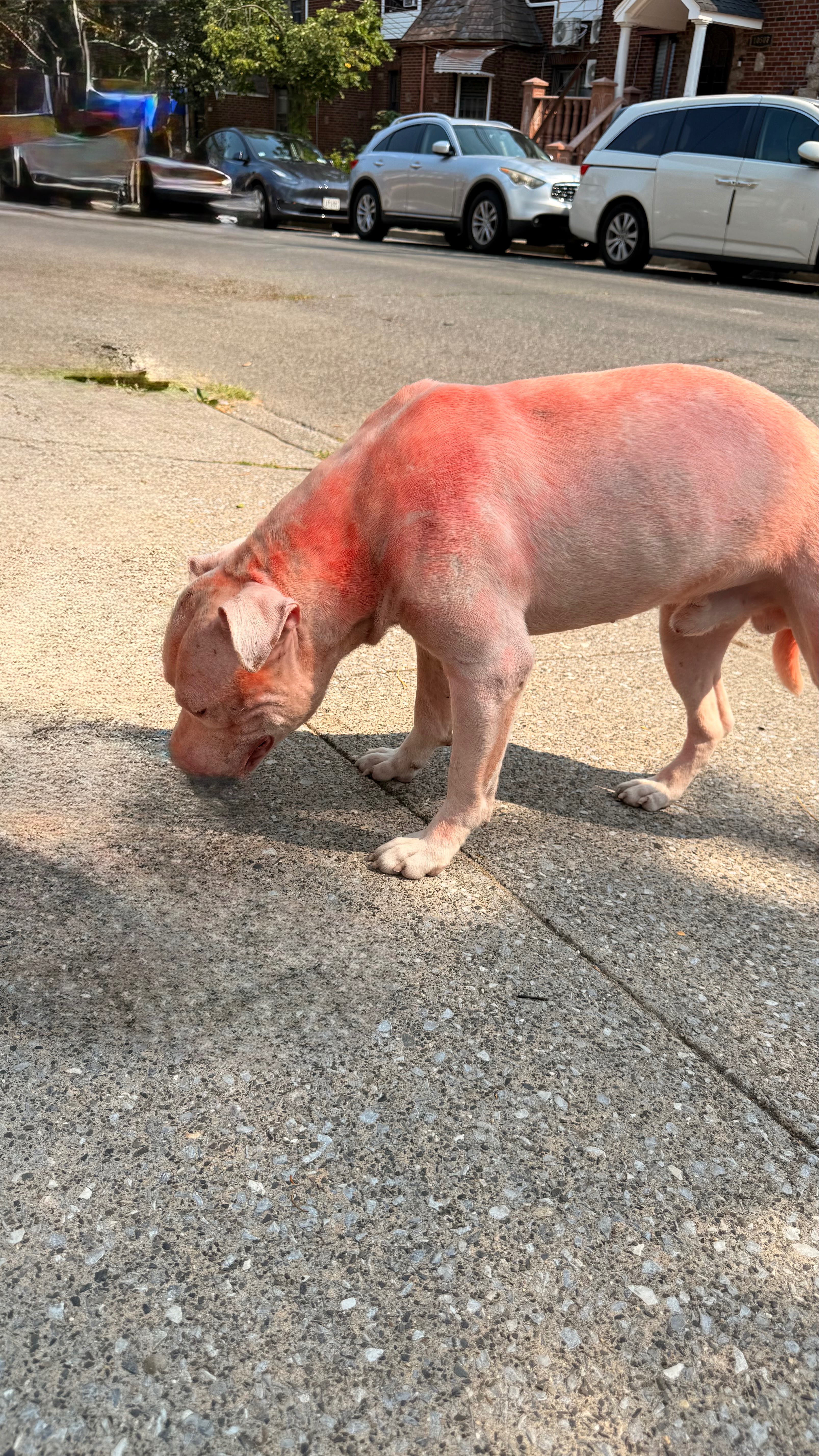 Support a Bait Dog's Journey to Recovery campaign photo, 2 of 7