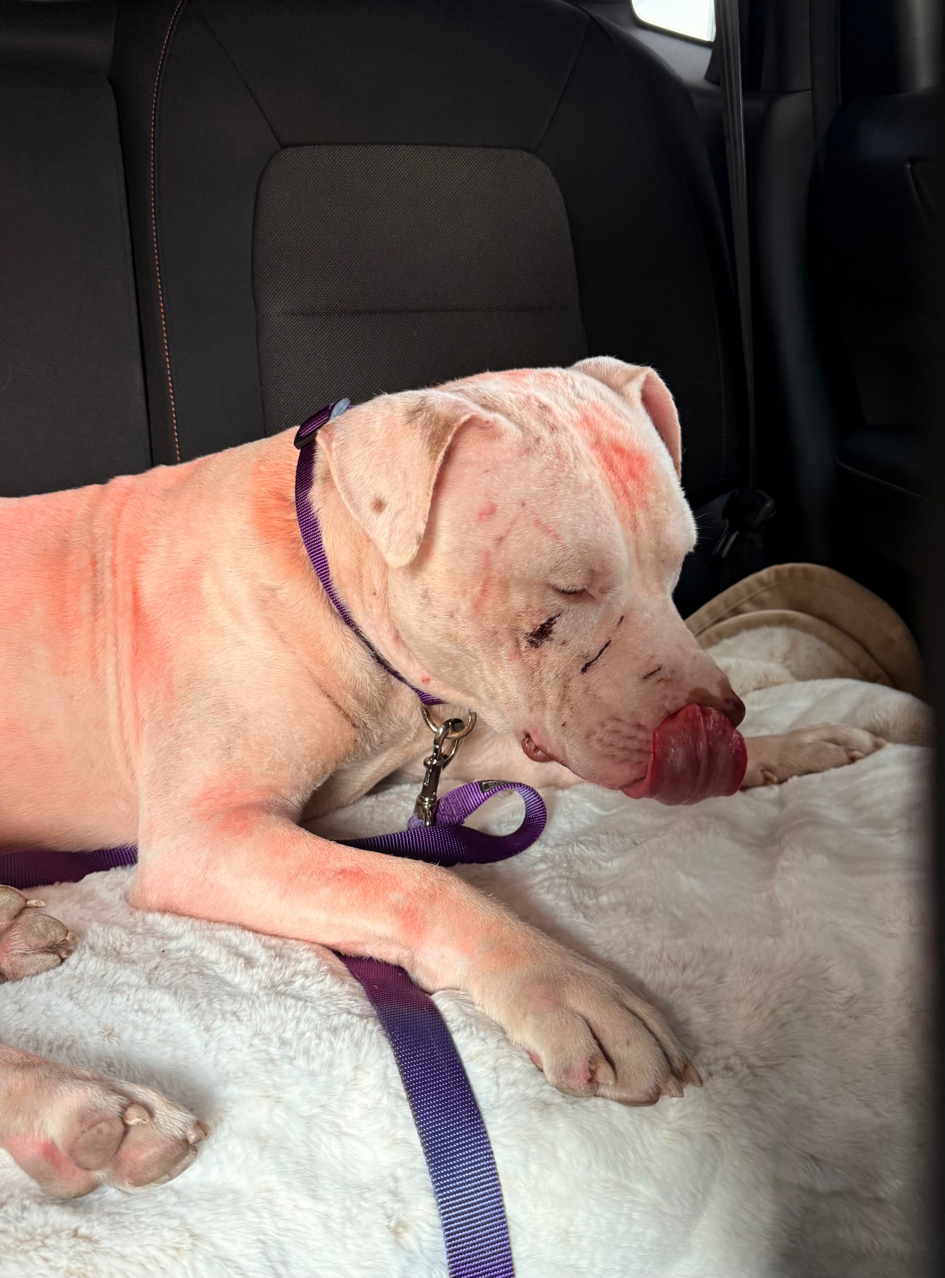 Support a Bait Dog's Journey to Recovery campaign photo, 4 of 7