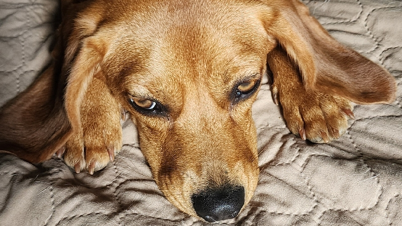 Support Flare's Surgery: Help a Veteran's Best Friend photo