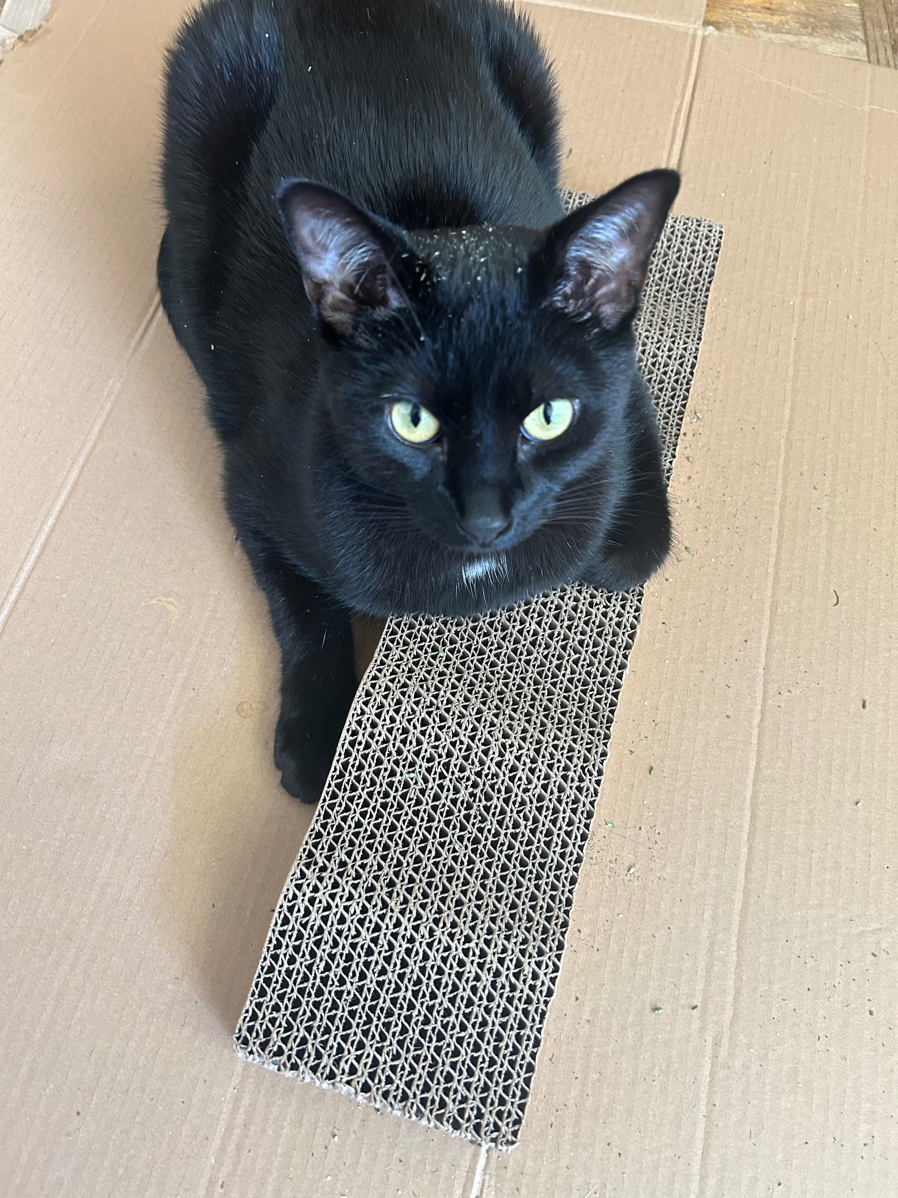 Help Fund Dax’s Medical campaign photo, 2 of 8