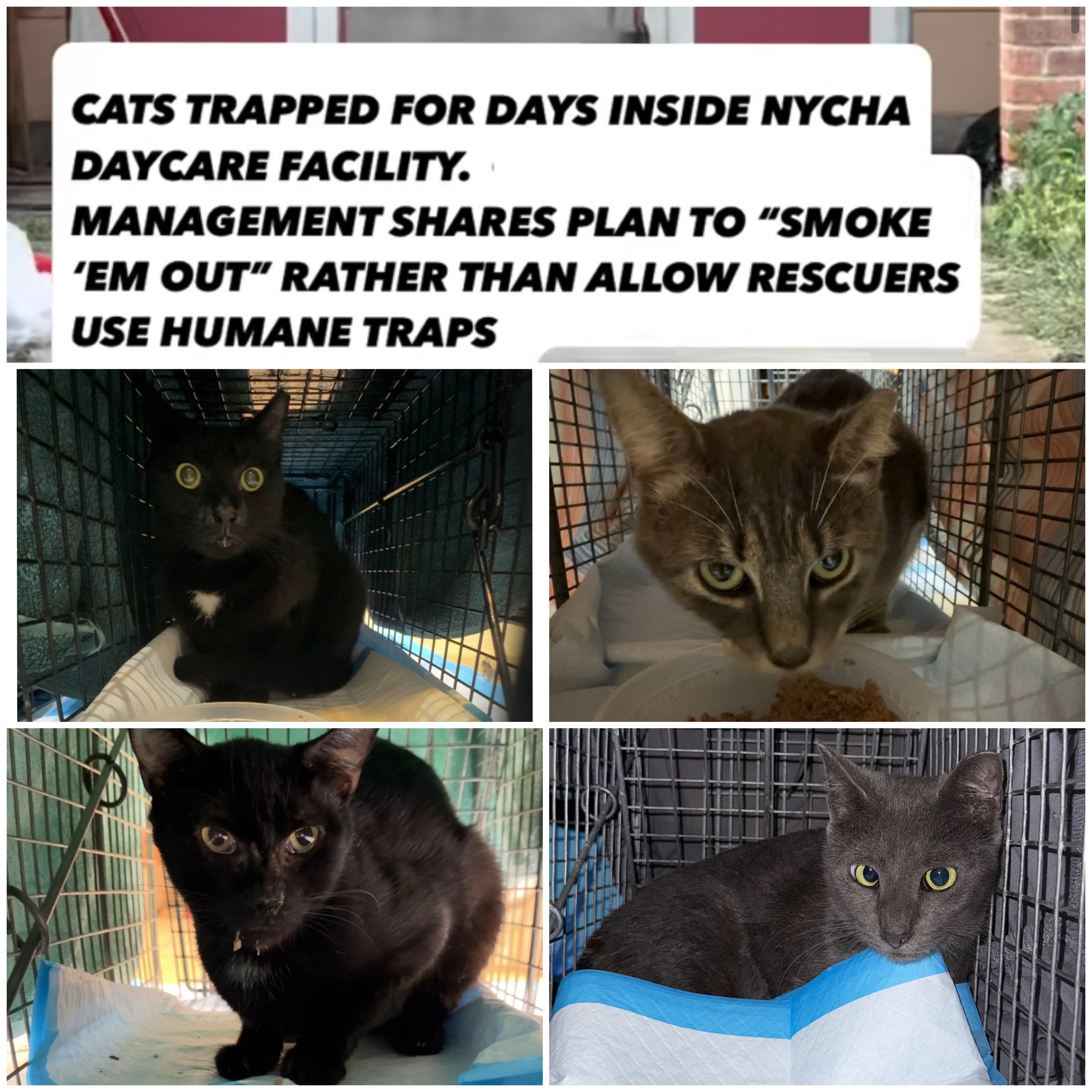 Help 4 Rescued Cats Get Vital Medical Care campaign photo, 4 of 5