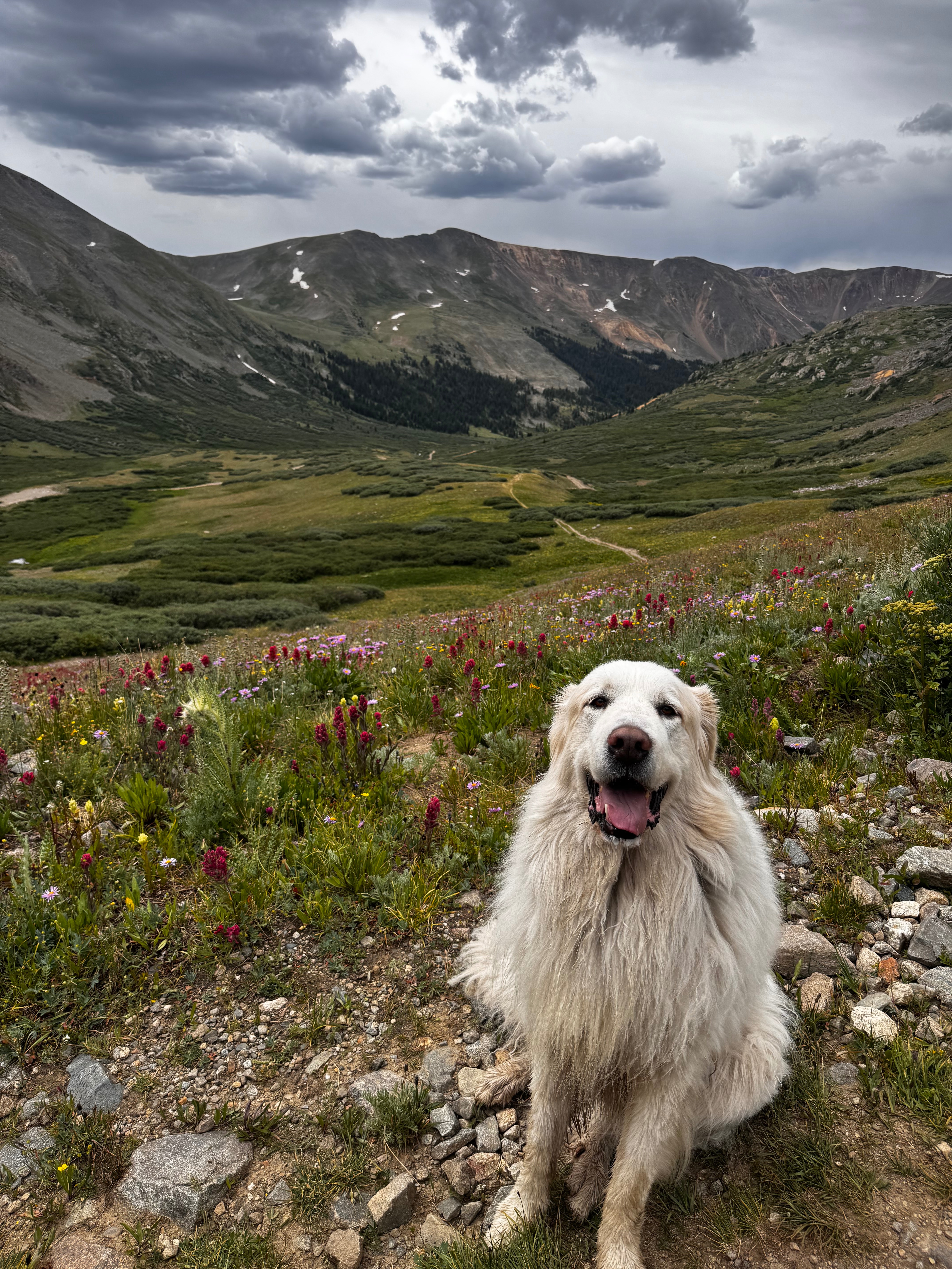 Help save Oliver: Emergency Surgery & Recovery campaign photo, 7 of 8