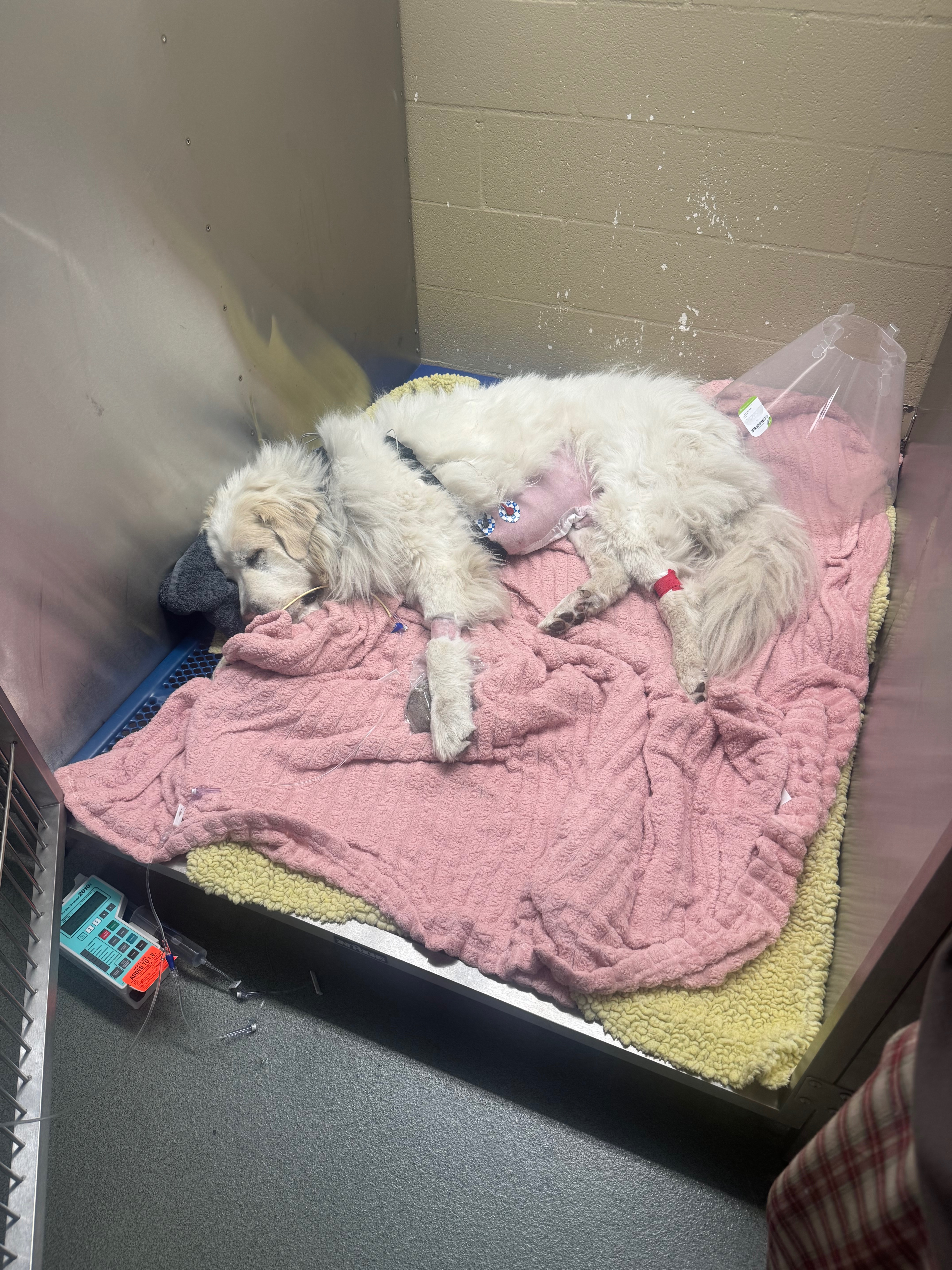 Help save Oliver: Emergency Surgery & Recovery campaign photo, 2 of 8