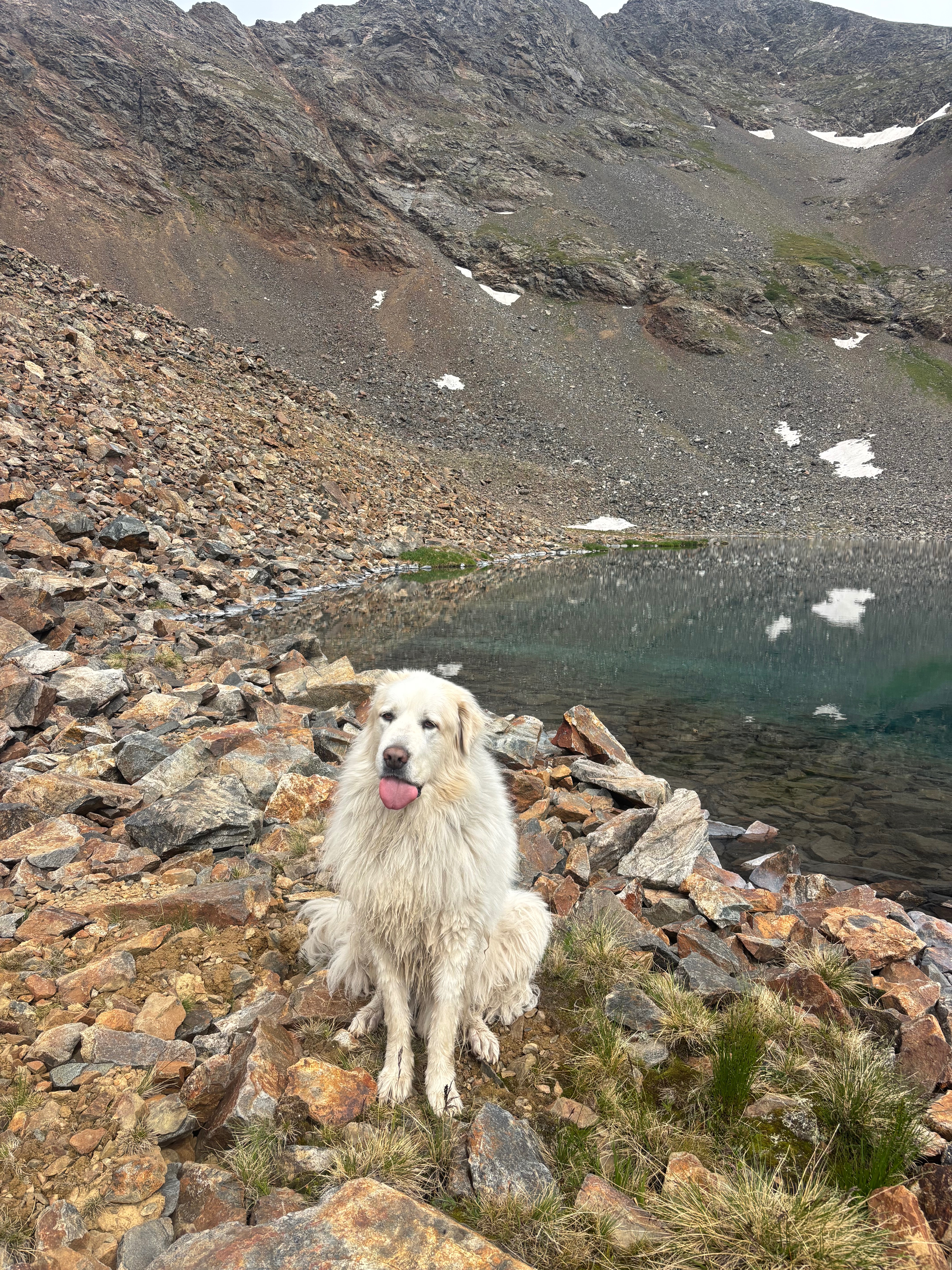 Help save Oliver: Emergency Surgery & Recovery campaign photo, 5 of 8