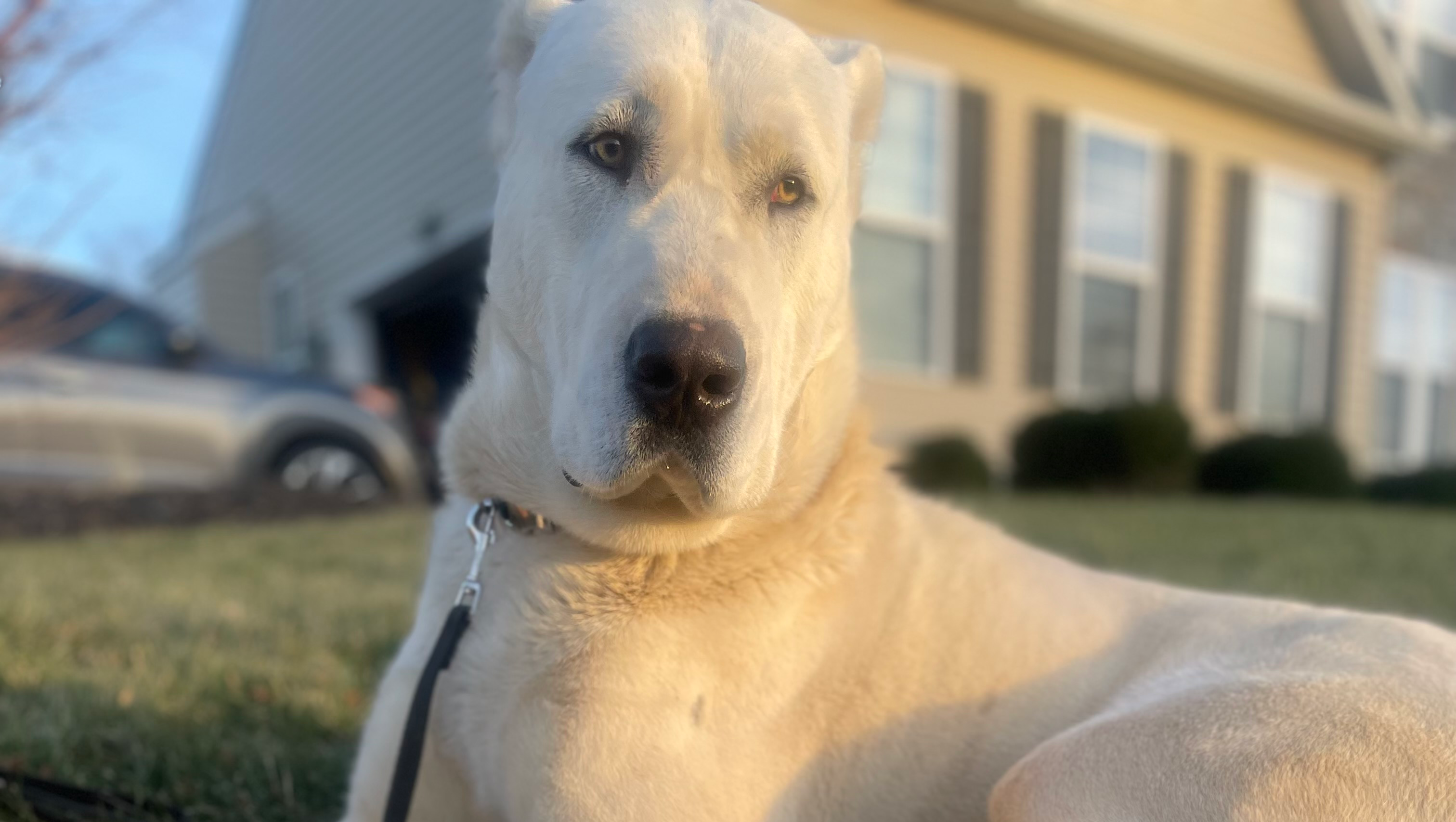Help Kai Recover After Traumatic Attack photo