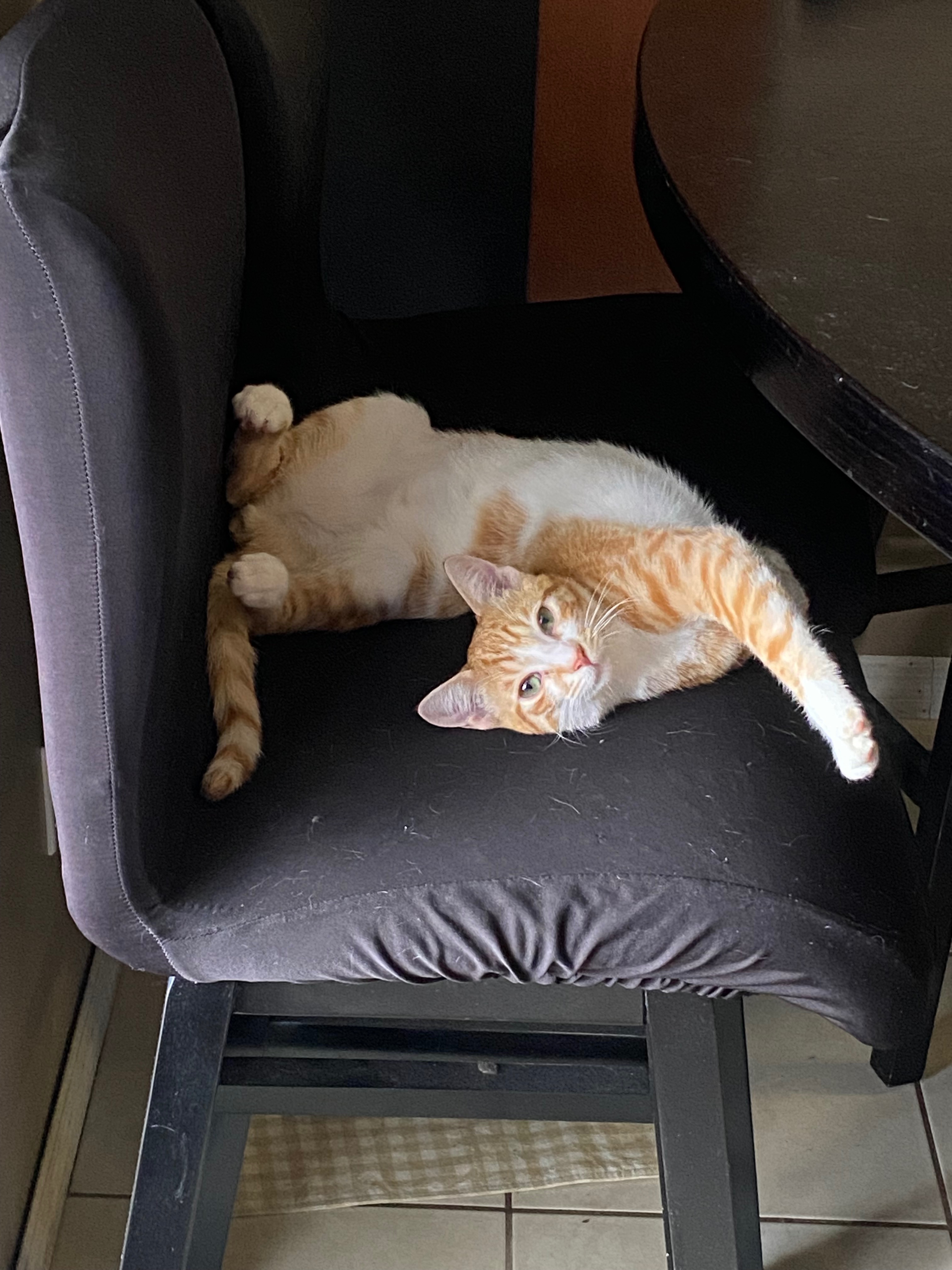 Support Clarence's Vet Bills After Surgery campaign photo, 6 of 7