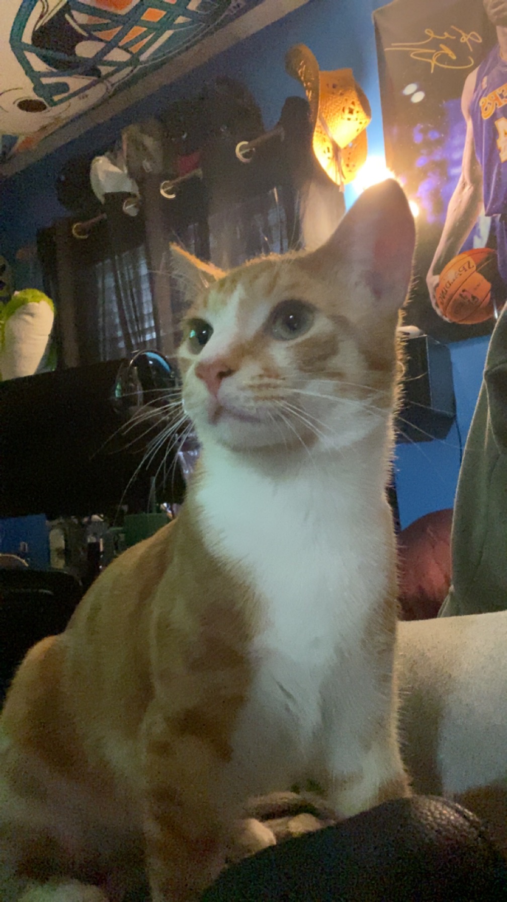 Support Clarence's Vet Bills After Surgery campaign photo, 2 of 7