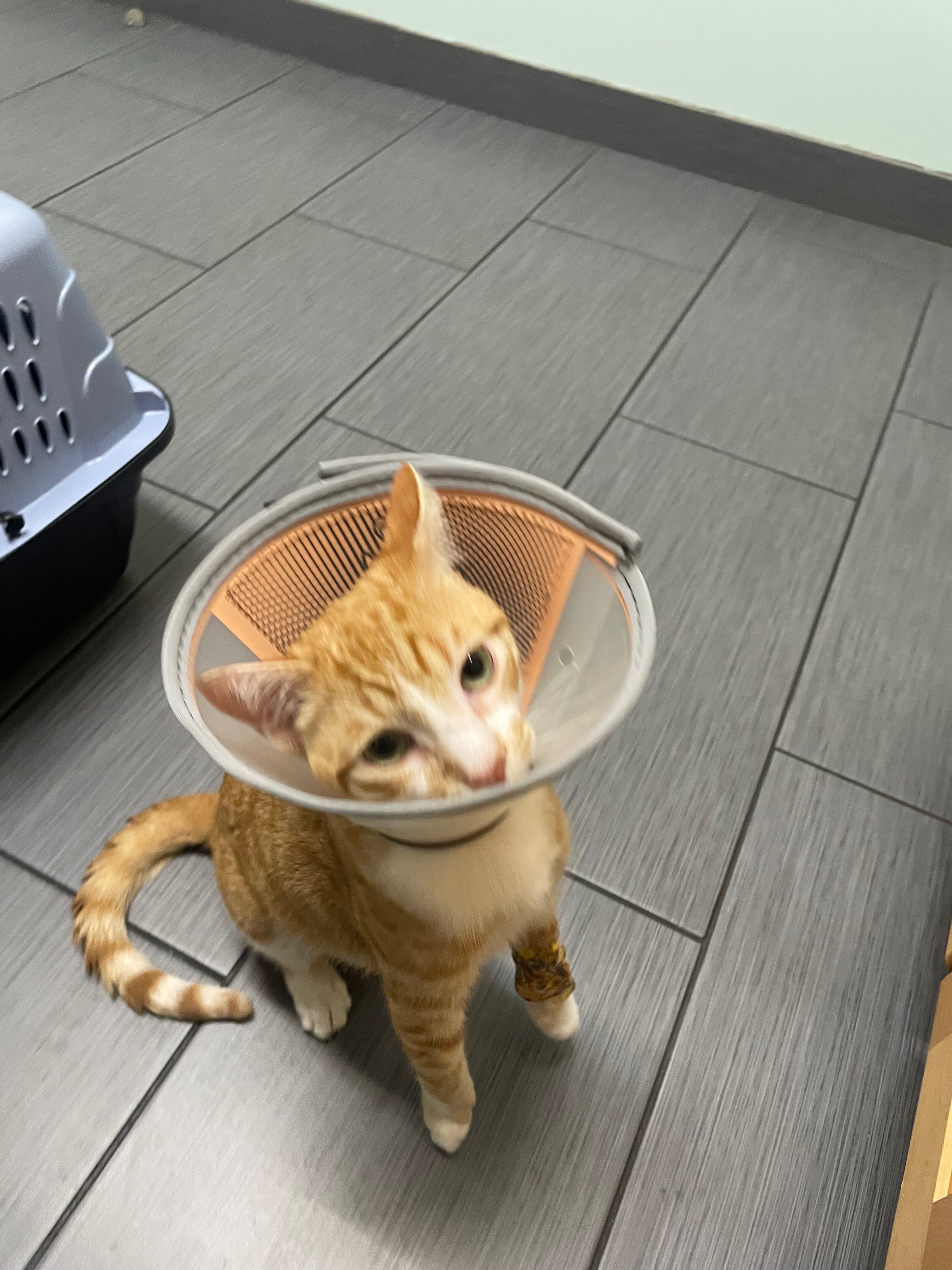 Support Clarence's Vet Bills After Surgery campaign photo, 4 of 7