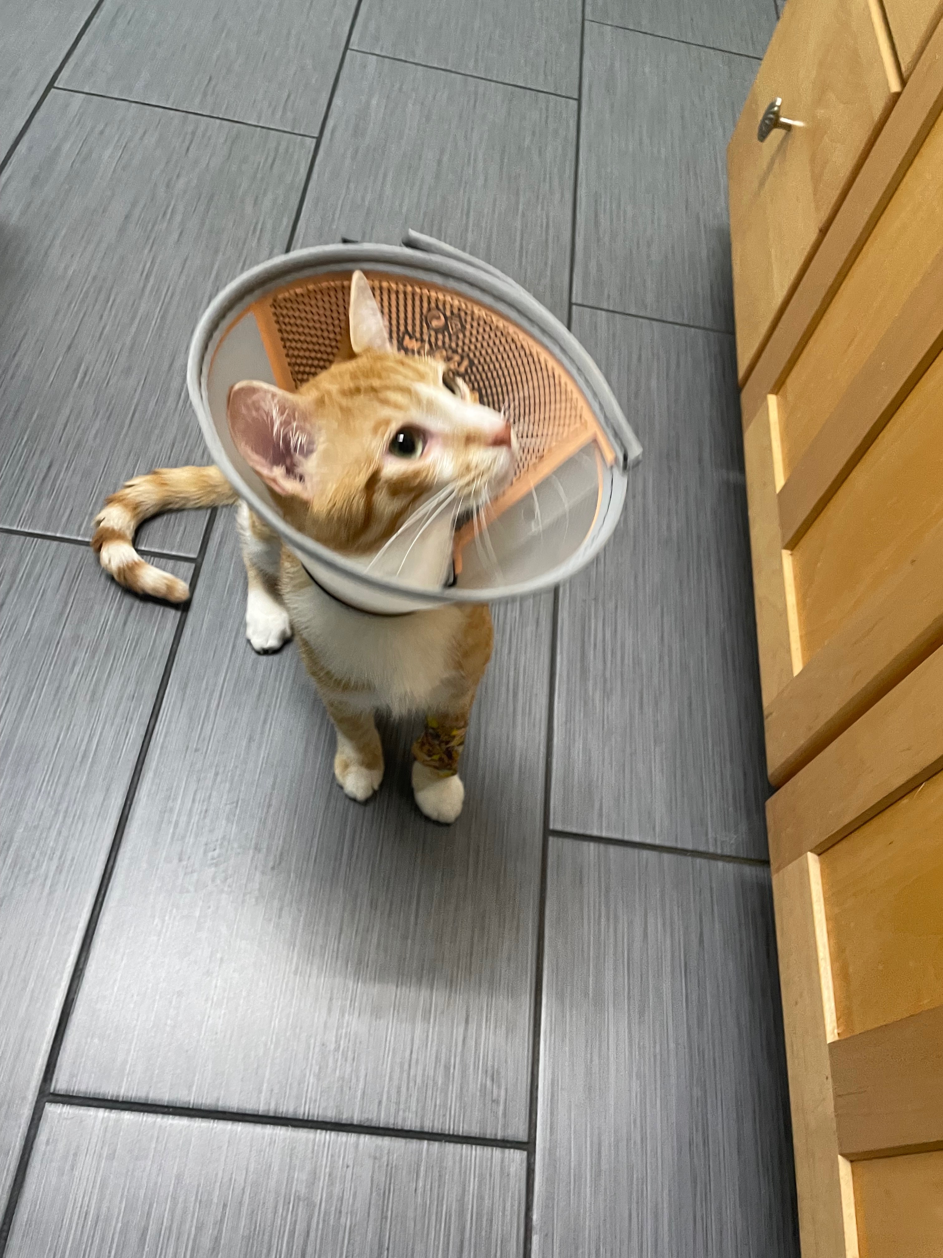 Support Clarence's Vet Bills After Surgery campaign photo, 5 of 7