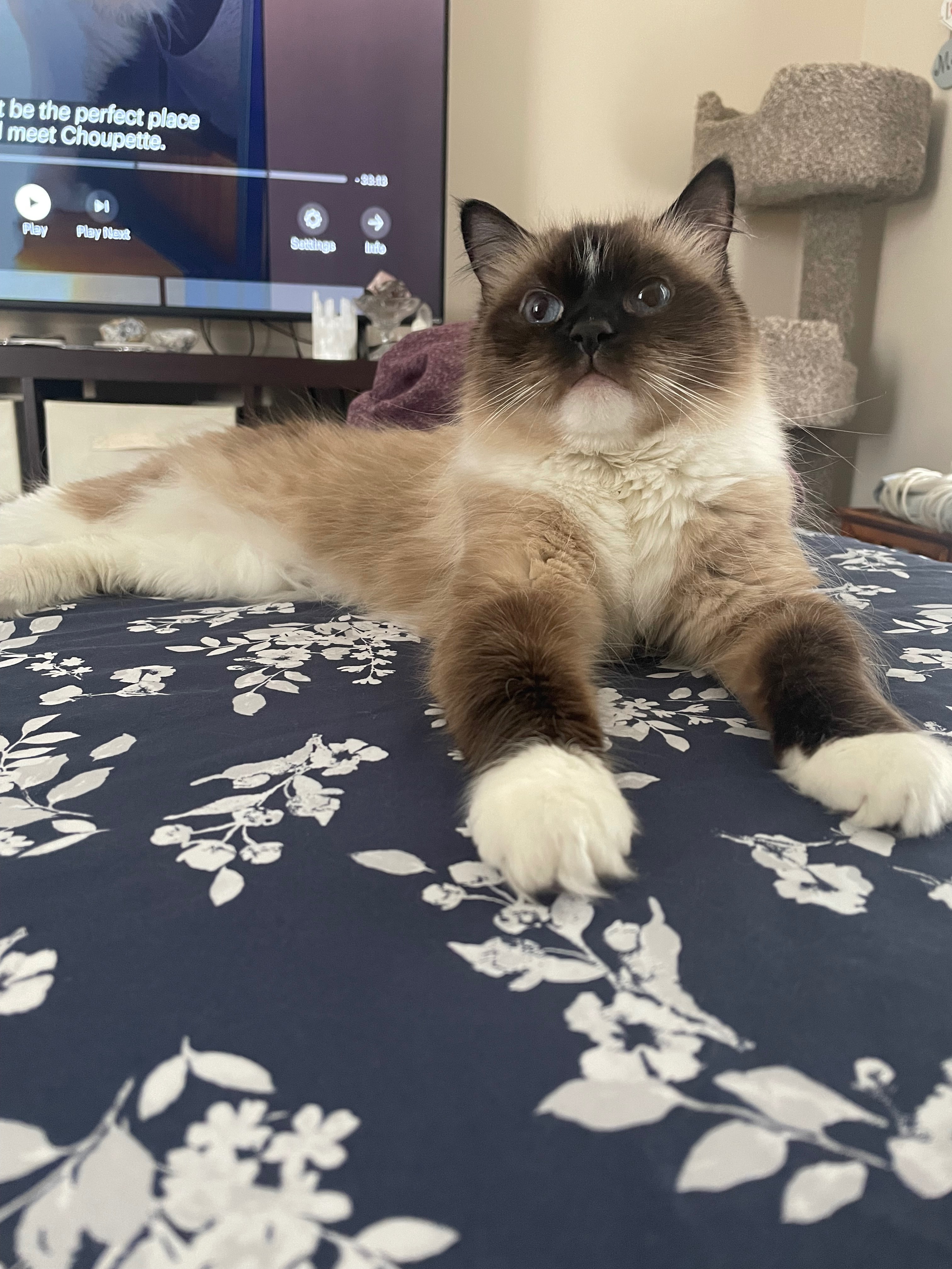 Help Jenna and AJ support Chicken’s $7000 surgery campaign photo, 2 of 4