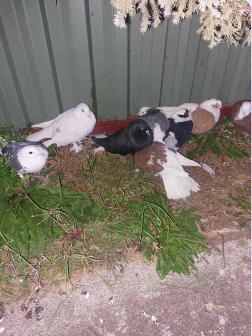 Help give dumped pigeons a second chance campaign photo, 7 of 8