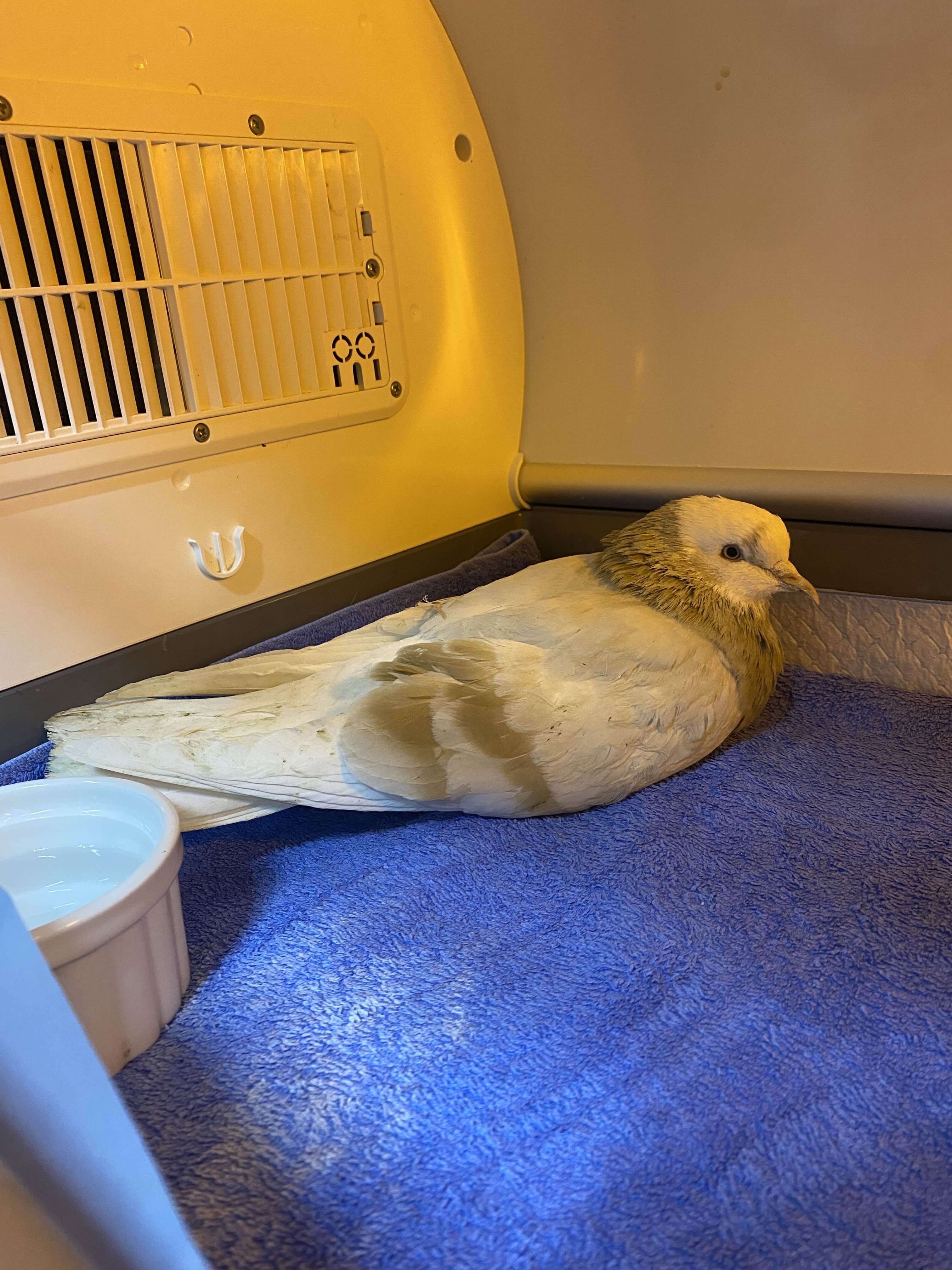 Help give dumped pigeons a second chance campaign photo, 2 of 8