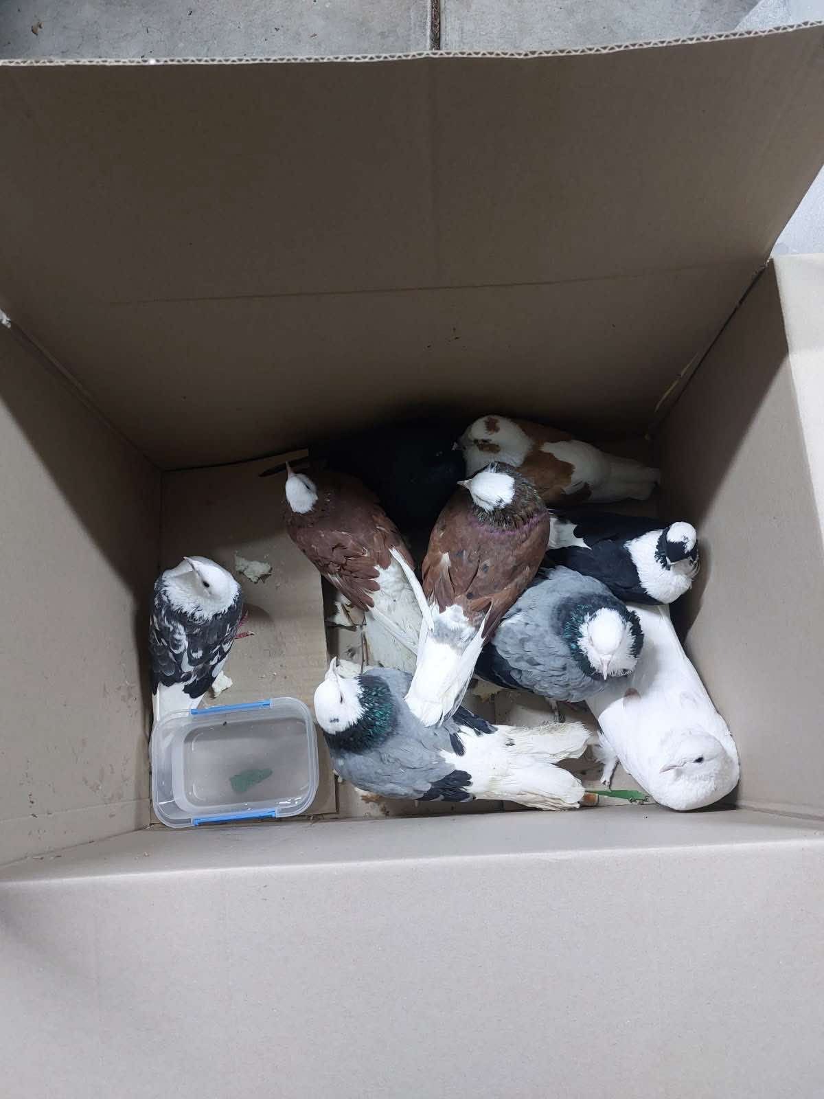 Help give dumped pigeons a second chance campaign photo, 5 of 8