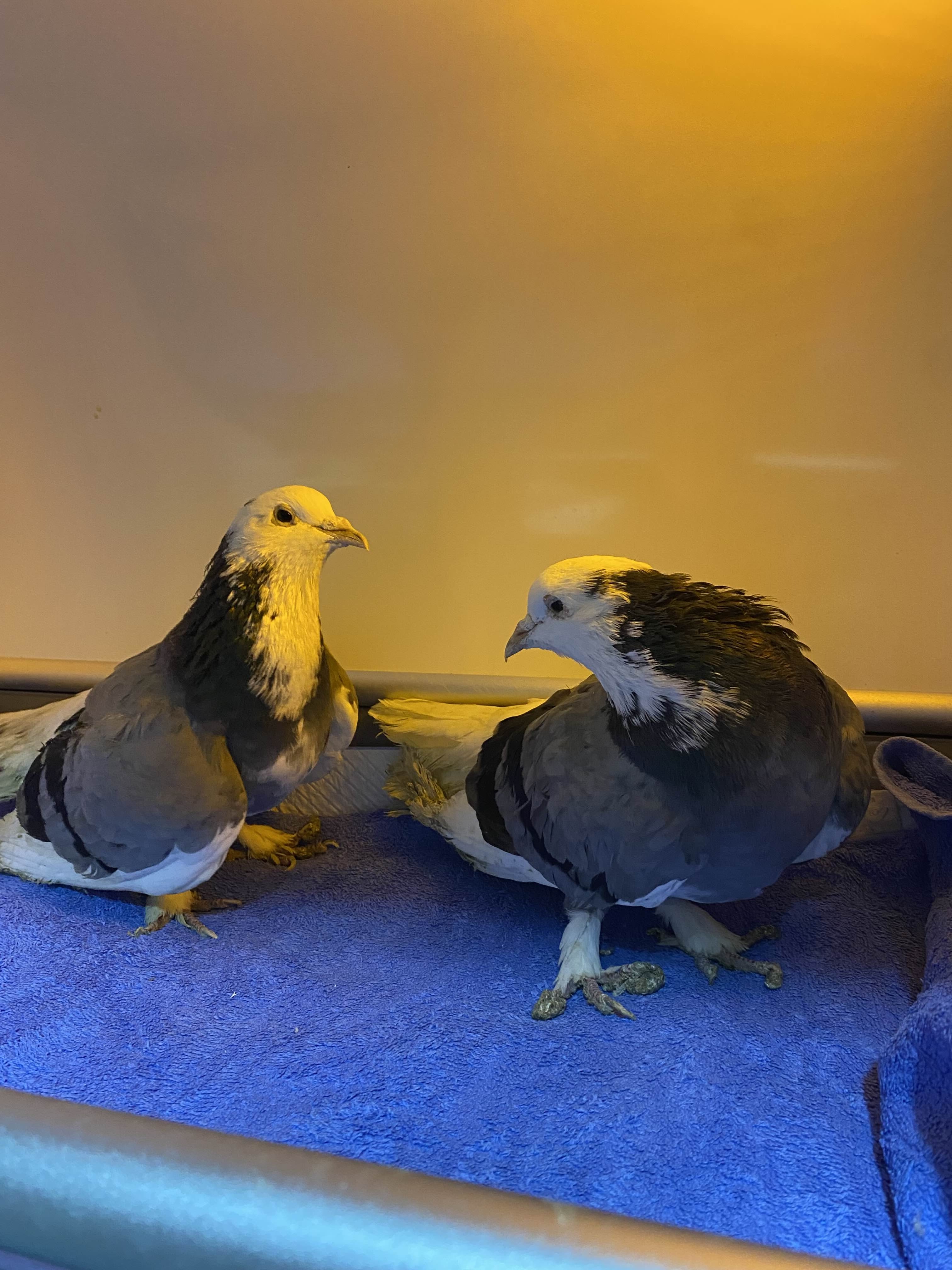 Help give dumped pigeons a second chance campaign photo, 6 of 8
