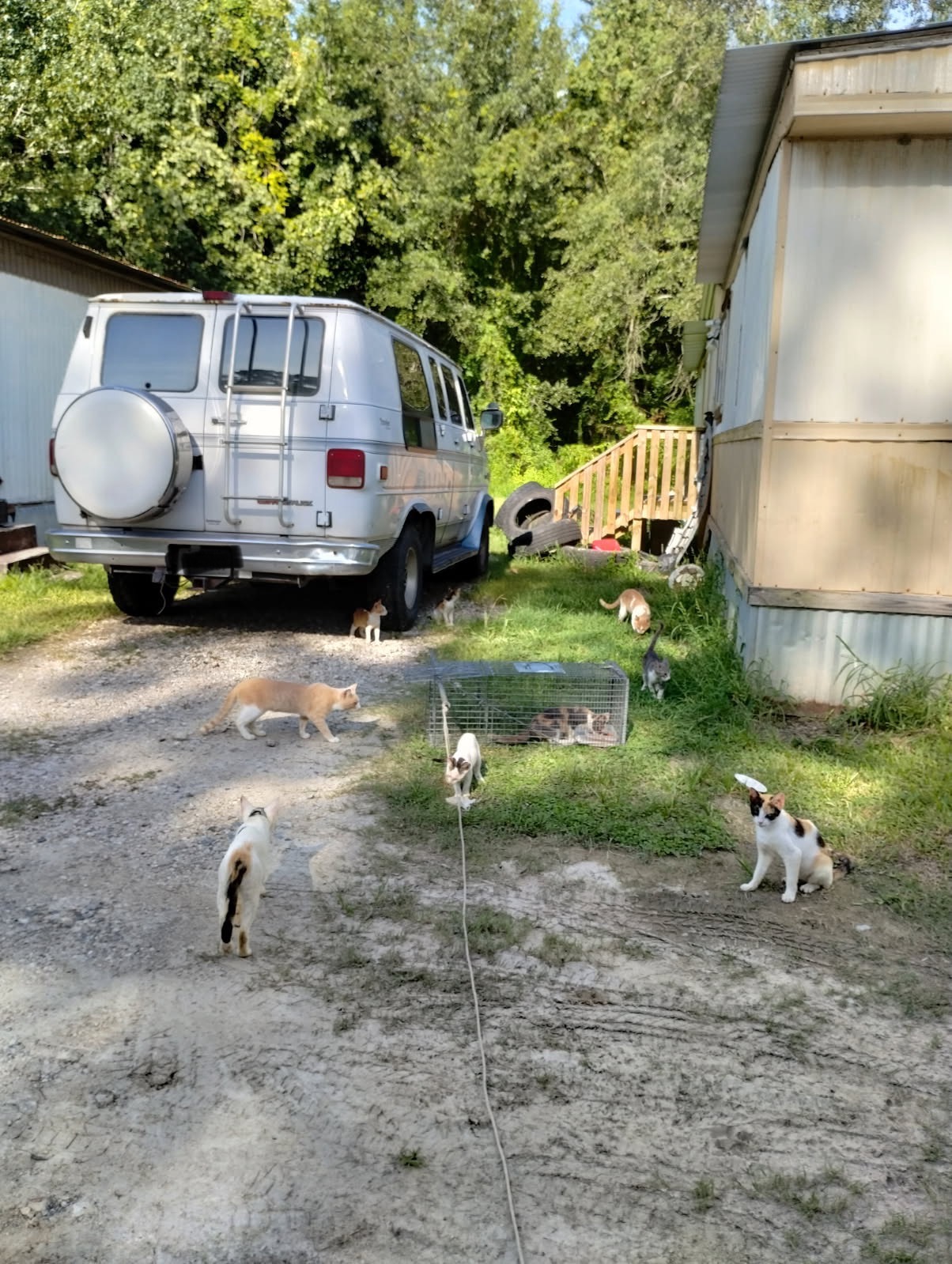 Support TNR Efforts in Vidor, Texas campaign photo, 7 of 8