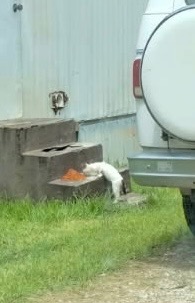 Support TNR Efforts in Vidor, Texas campaign photo, 2 of 8