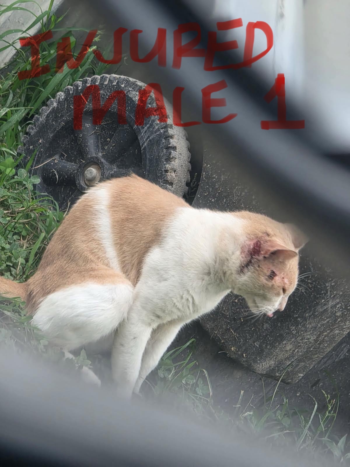 Support TNR Efforts in Vidor, Texas campaign photo, 4 of 8