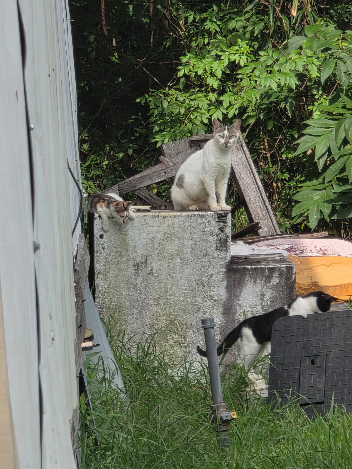 Support TNR Efforts in Vidor, Texas campaign photo, 5 of 8