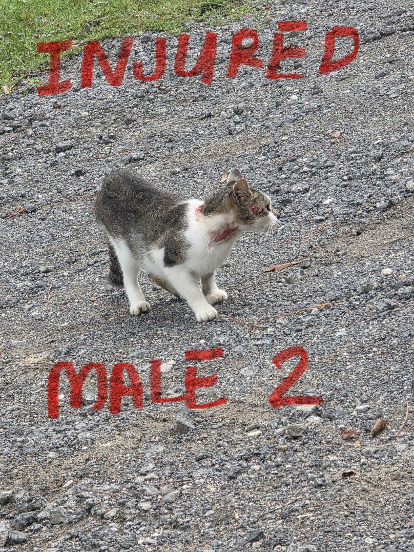 Support TNR Efforts in Vidor, Texas campaign photo, 6 of 8