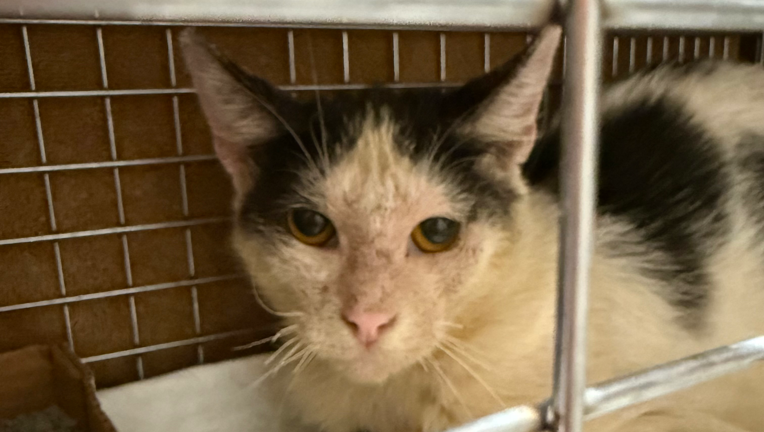 Brighton Heights TNR: 56 Cats Helped & Counting photo