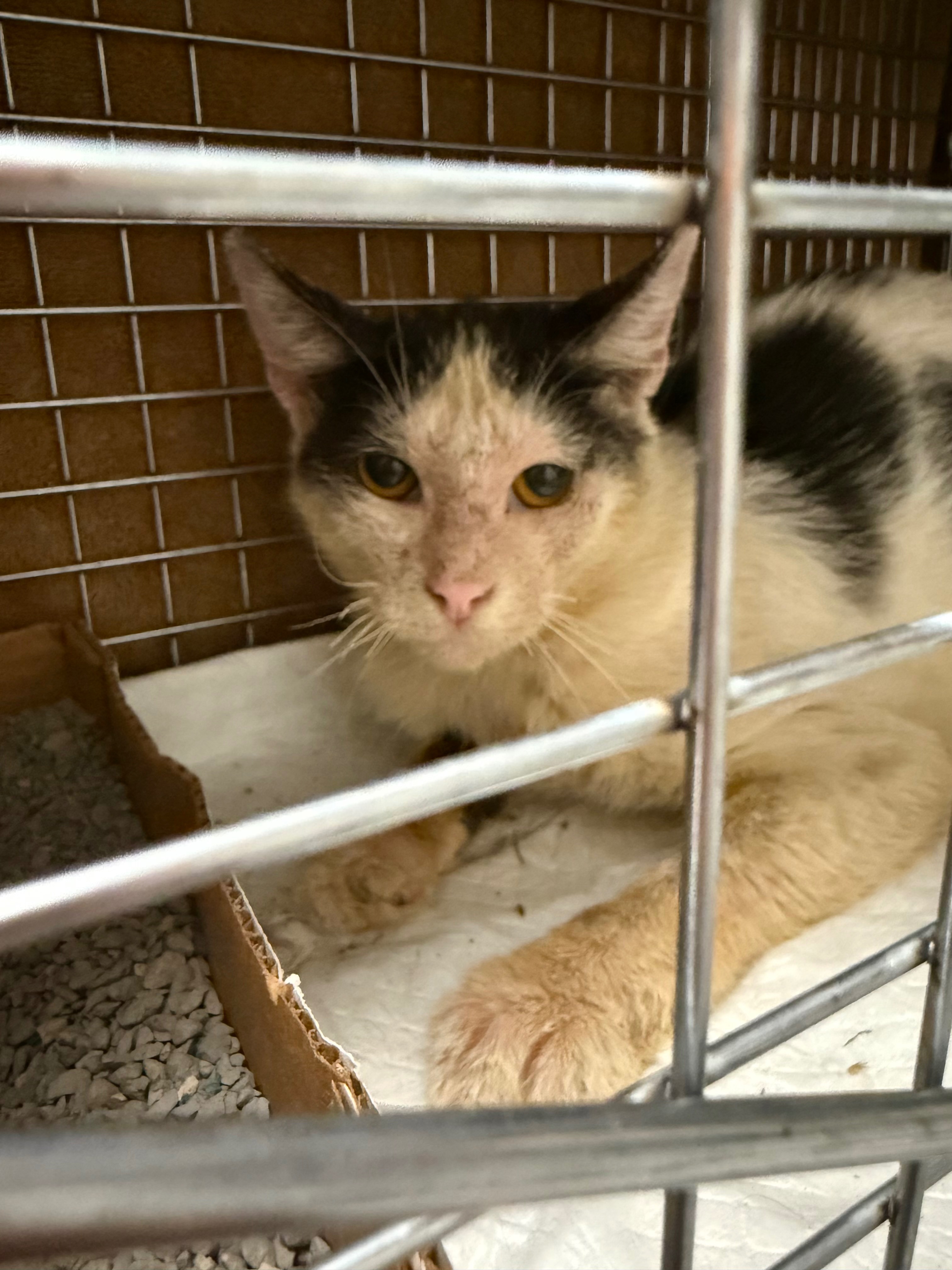 Brighton Heights TNR: 56 Cats Helped & Counting campaign photo, 7 of 8