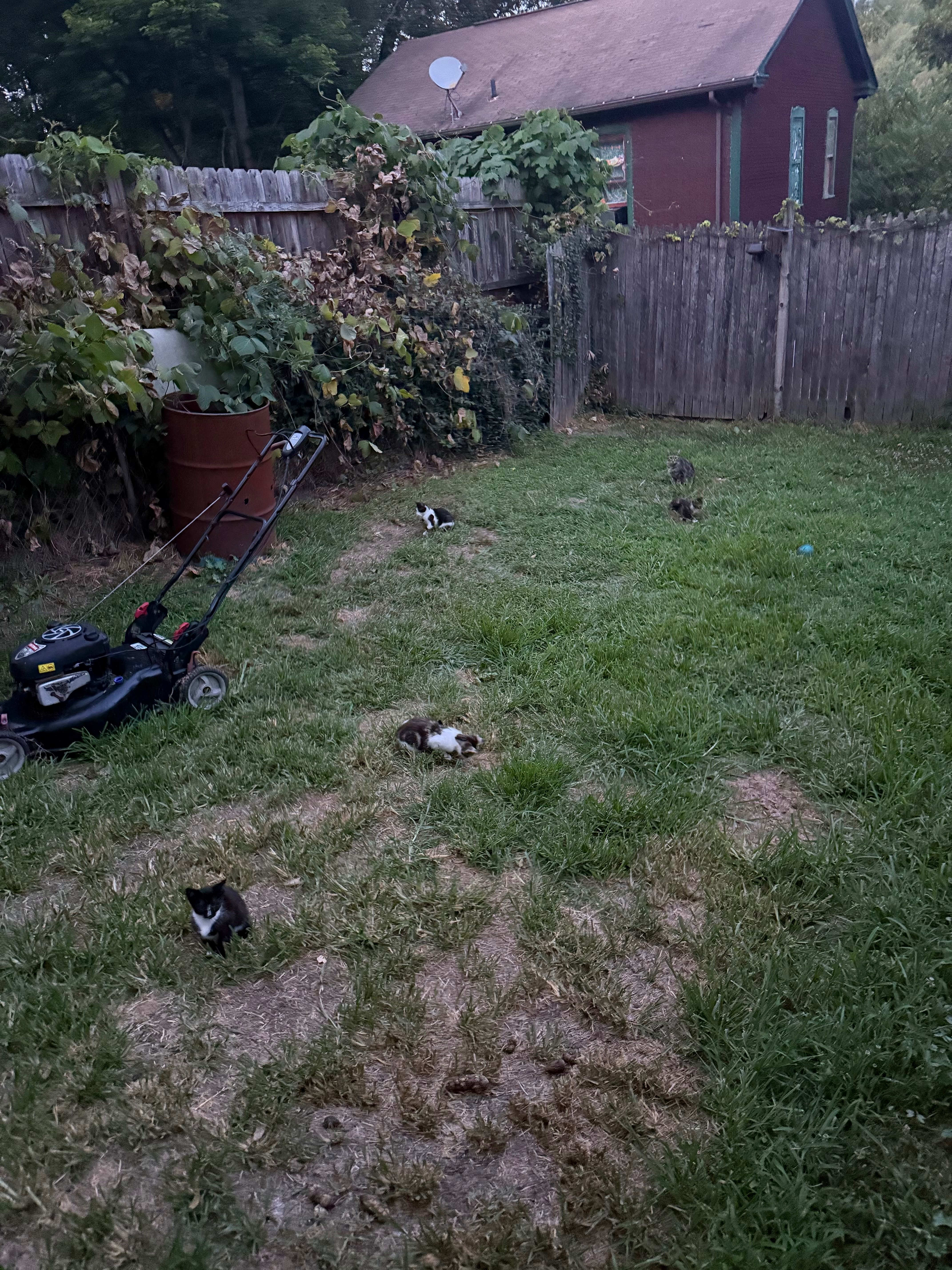 Brighton Heights TNR: 56 Cats Helped & Counting campaign photo, 2 of 8